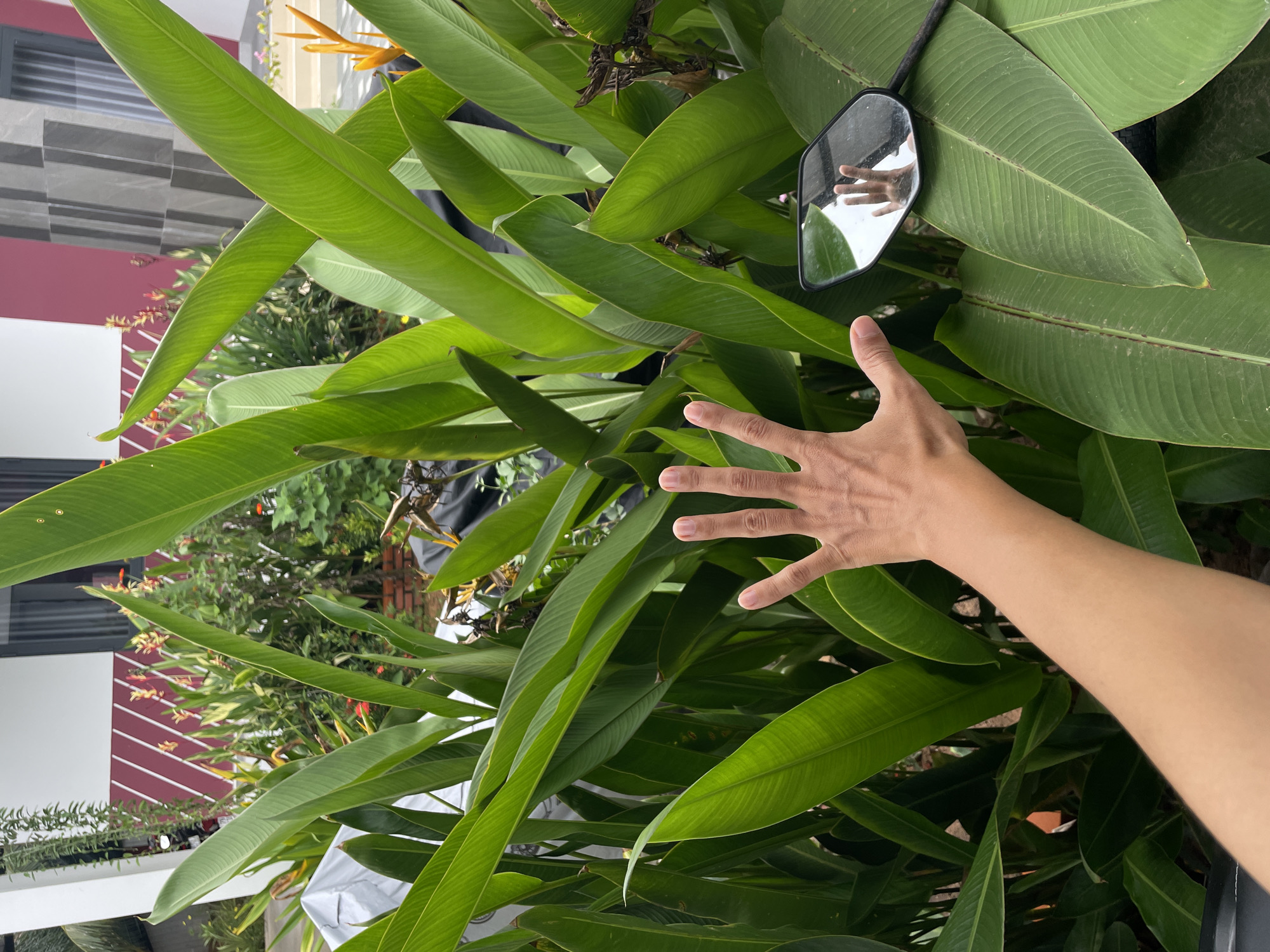 A photograph taken in Mũi Né, Vietnam, shows a person’s hand extended towards a large cluster of green, tropical-looking leaves. A small rectangular mirror attached to a black support structure is nestled within the leaves, reflecting the hand and other unidentified elements. The hand is light-skinned. The background includes a building with a light-colored exterior and red accents. Other plants and foliage are visible in the background.