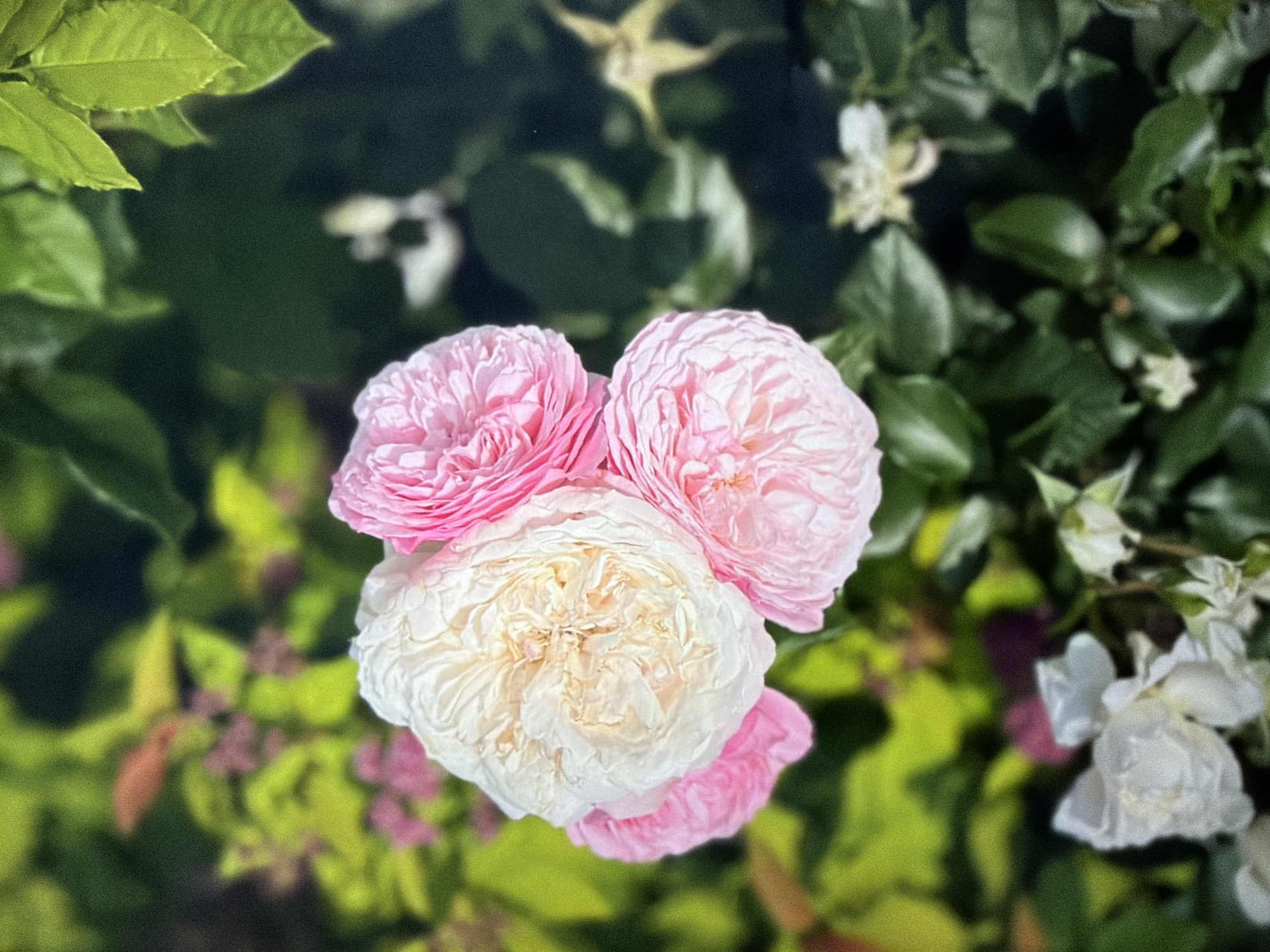 The image is a close-up, slightly angled shot of a bouquet of three roses. The rose on the left is white with hints of cream and a ruffled texture. The two roses on the right are pink, with the top one being a brighter pink and the bottom one a softer pink, also exhibiting ruffled petals. They are arranged closely together, with the white rose nestled slightly behind and between the pink ones. The background is a blur of green foliage, suggesting an outdoor garden setting. There are hints of other, smaller white flowers and some purple elements in the softer focus areas of the background. The lighting suggests it is daytime, with sunlight filtering through the leaves. There is no indication of Kyiv, Ukraine, or any specific urban location within the image.