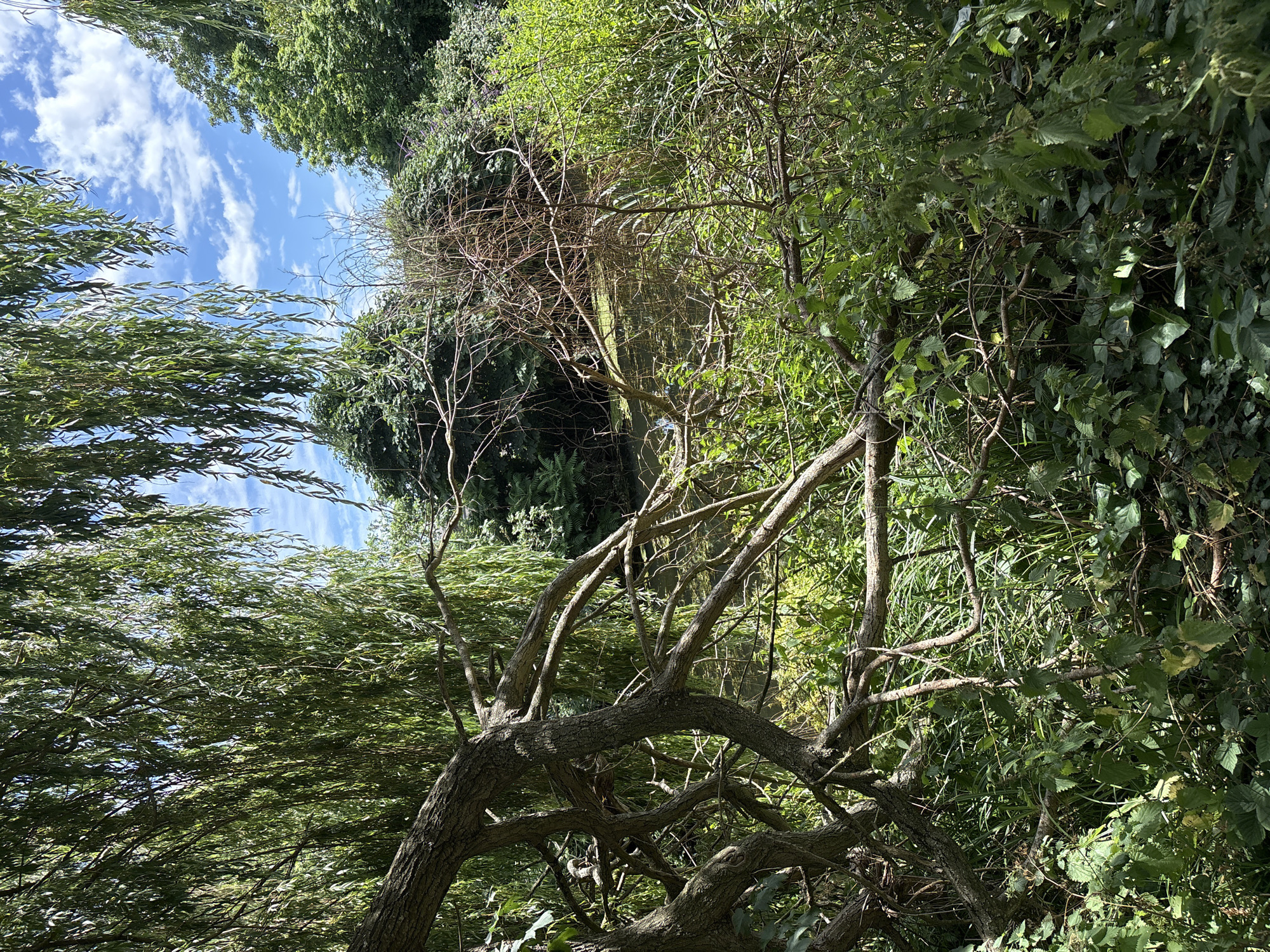 The image captures a natural scene dominated by lush greenery and the sky. In the foreground, a gnarled tree with thick, twisting branches takes center stage. The bark of the tree is rough and textured, indicating its age. Its branches spread outwards, some reaching upwards and others drooping downwards, creating an intricate, almost sculptural form.
Surrounding the tree is an abundance of foliage. To the left, delicate, feathery leaves of a willow-like tree sway, their slender form contrasting with the sturdiness of the foreground tree. Further back, dense green leaves form a thick canopy, interspersed with bare branches and twigs that suggest either a dormant season or a particular species of tree. Climbing vines with larger, heart-shaped leaves also contribute to the dense undergrowth, some of which appear to be clinging to other trees.
Above the vegetation, a bright blue sky is visible, dotted with wispy white clouds. The sunlight filters through the leaves, casting dappled shadows and highlighting the textures of the branches and foliage. The overall impression is one of a wild, untamed natural environment. The lighting suggests it is daytime, likely a clear or partly cloudy day. The scene evokes a sense of peacefulness and the raw beauty of nature. There is no visible text in the image.