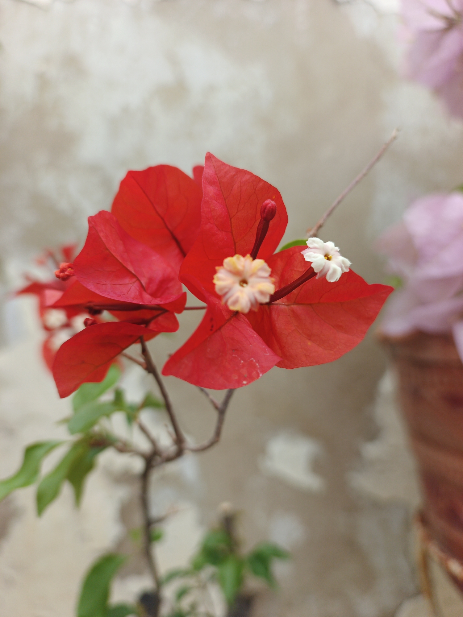 The image shows a cluster of red bougainvillea flowers in close-up, with a blurred background suggesting an outdoor setting. The flowers have a vibrant red color with visible veins and small white blossoms at the center of the bracts. Green leaves are visible at the base of the flower cluster. A hint of pink bougainvillea blooms and part of a terracotta pot appear blurred in the right background. The overall scene is natural and focused on the floral details. The image location is Tinaquillo, Venezuela.
