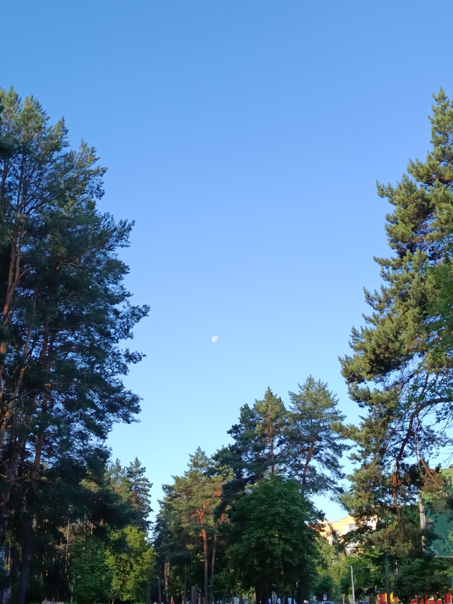 The image depicts a clear blue sky above a line of trees, with the moon visible in the upper center. Tall pine trees frame the sides of the composition, with dense foliage in the lower half of the image suggesting a park or forested area within a city. Buildings are partially visible through the trees on the right side. The overall impression is of a serene, natural scene juxtaposed with an urban environment. The location is Svietlahorsk, Belarus.