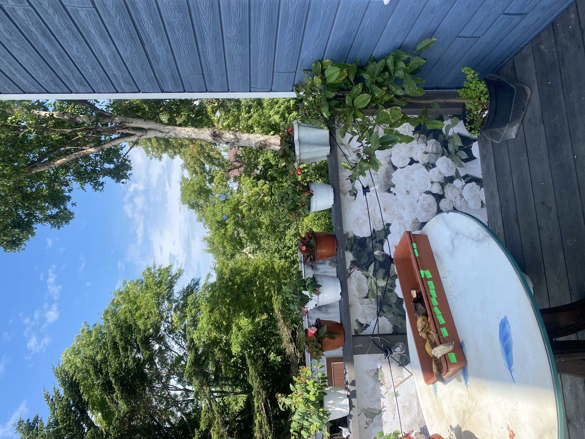 The image depicts a balcony or deck area of a house in Tret'ya Pad', Russia, on a sunny day. The exterior wall of the house is covered with blue horizontal siding. On the railing of the balcony, there are several potted plants, including some with pink flowers and others with green foliage. To the left, a white marble-patterned table is visible, with a long brown planter box on it containing what appears to be organic waste, such as banana peels and possibly other food scraps. A small light bulb is hanging from a string overhead. In the background, lush green trees and a blue sky with scattered clouds dominate the scenery. A birch tree with a pale trunk stands tall behind some of the potted plants. To the right, a young tree in a black pot is growing near the corner of the house.