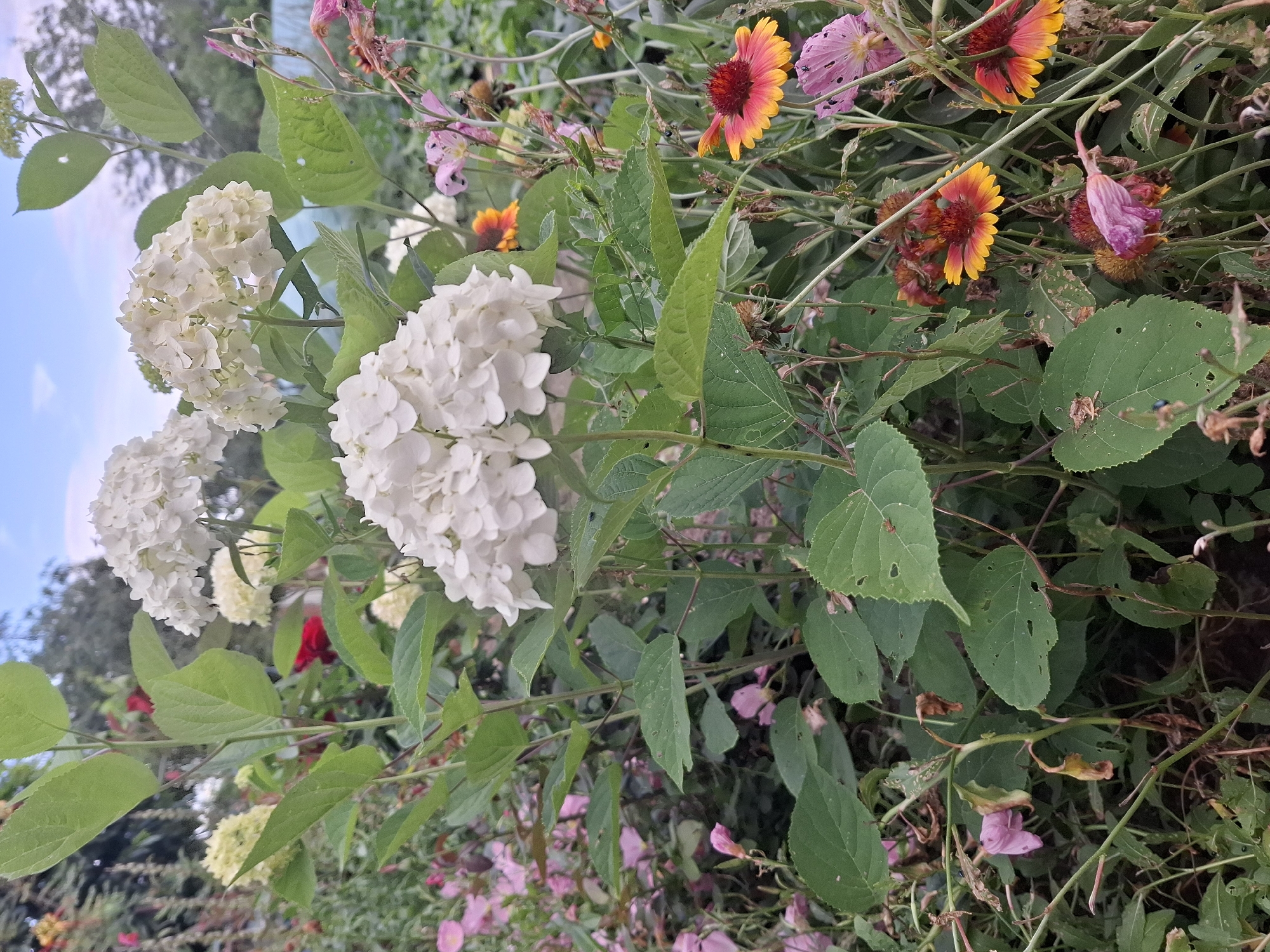 This image captures a close-up view of a lush garden with a variety of flowers and foliage. The central subjects are large, white hydrangea blooms, with multiple spherical clusters of petals. Interspersed are smaller, vibrant flowers, including yellow and orange blanket flowers with dark centers, and delicate pink blossoms that appear to be wilting. The greenery is dense, with broad, heart-shaped leaves on the hydrangea plants and thinner, vine-like stems of other flora. The background shows a blurred mix of green trees and a pale blue sky with hints of clouds. The overall impression is one of natural abundance and a slightly wild, uncultivated beauty. The location is Malko Asenovo, Bulgaria.