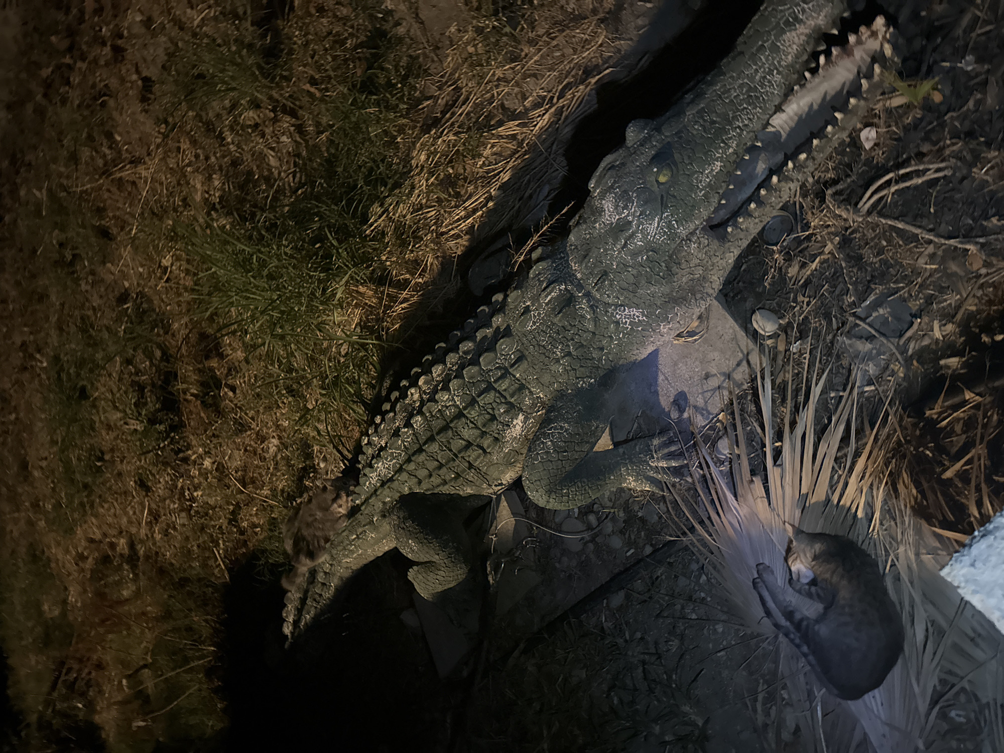 A nighttime photograph captures a garden setting in Parekklisia Community, Cyprus, where a statue of a crocodile is positioned near a sleeping cat. The crocodile statue, which appears to be made of concrete or resin, is detailed with textured skin and sharp teeth, its mouth slightly ajar. A domestic cat, with tabby markings, is curled up and asleep on a bed of dried palm fronds, seemingly unfazed by its proximity to the lifelike reptile sculpture. The surrounding environment is dimly lit, with dry grass and some debris visible, suggesting an outdoor area that may be part of a garden or yard. The lighting from an unseen source casts shadows, adding to the atmospheric quality of the scene.