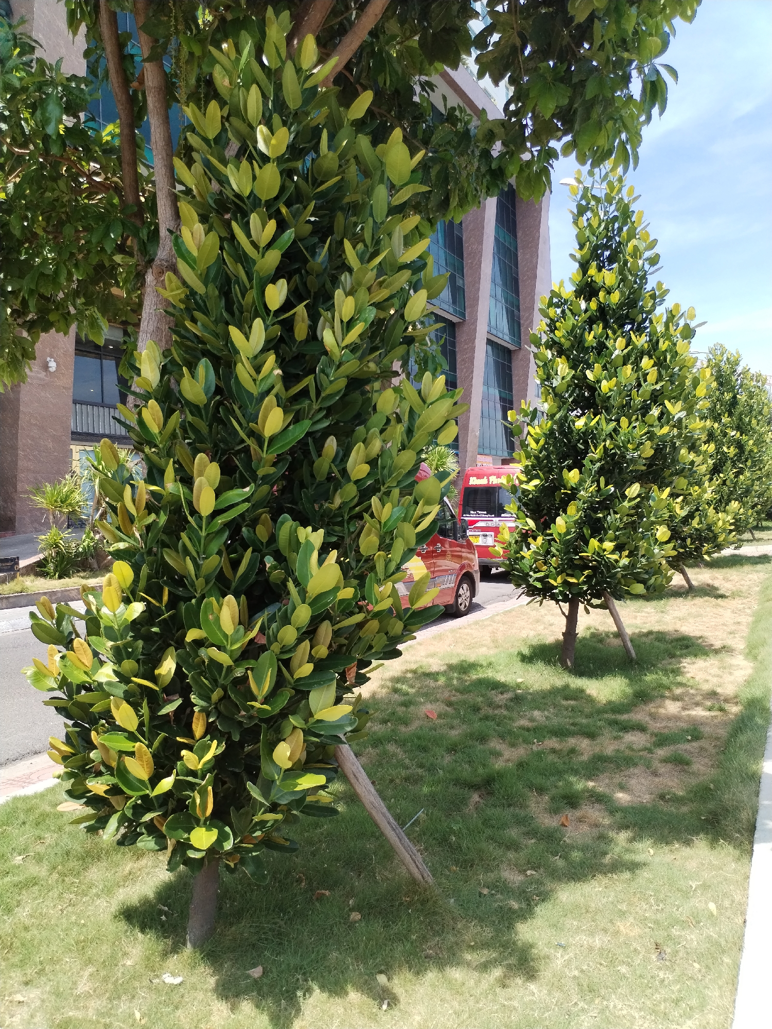 The image depicts a row of ornamental trees with lush green and yellow foliage lining a grassy area adjacent to a paved road. In the background, a modern building with large windows is visible, and a red van is parked on the side of the road. The scene is set in Nha Trang Ward, Vietnam, under a bright, clear sky, suggesting a warm, sunny day. The trees are supported by wooden stakes, indicating they are young or have been recently planted. The overall impression is one of an urban landscape with carefully maintained greenery.