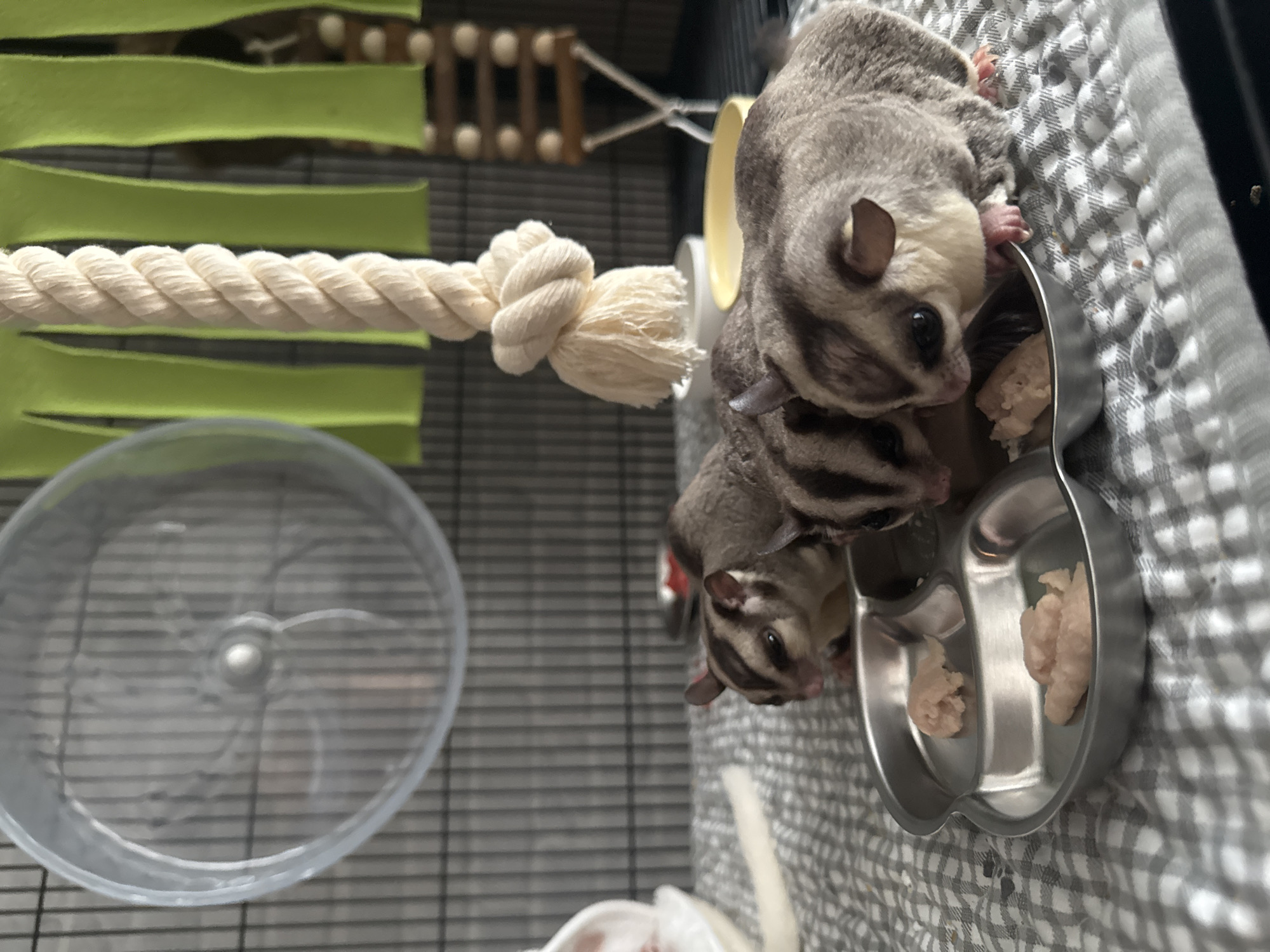 The image captures a close-up scene of three sugar gliders feeding inside their enclosure. The small marsupials, with their distinctive gray fur, white bellies, and dark stripes, are huddled around a two-compartment metal food dish, actively consuming a light-colored, soft food. One sugar glider is prominently featured in the foreground, peering into the dish, while two others are partially visible behind and beside it, also engaged in eating.
The setting is an indoor wire cage, featuring a gray and white checkered fabric liner on the bottom. Visible accessories within the cage include a thick, white braided rope stretching horizontally, and several green fabric hammocks or shelves in the background. A clear plastic exercise wheel rests on the cage floor towards the lower left.
The activity taking place is the sugar gliders' mealtime. The scene is brightly lit by artificial light, indicating an indoor environment. There are no specific cues for time of day or weather conditions within the image. The animals appear focused on their food. No text is visible. The location context is Bangkok, Thailand.