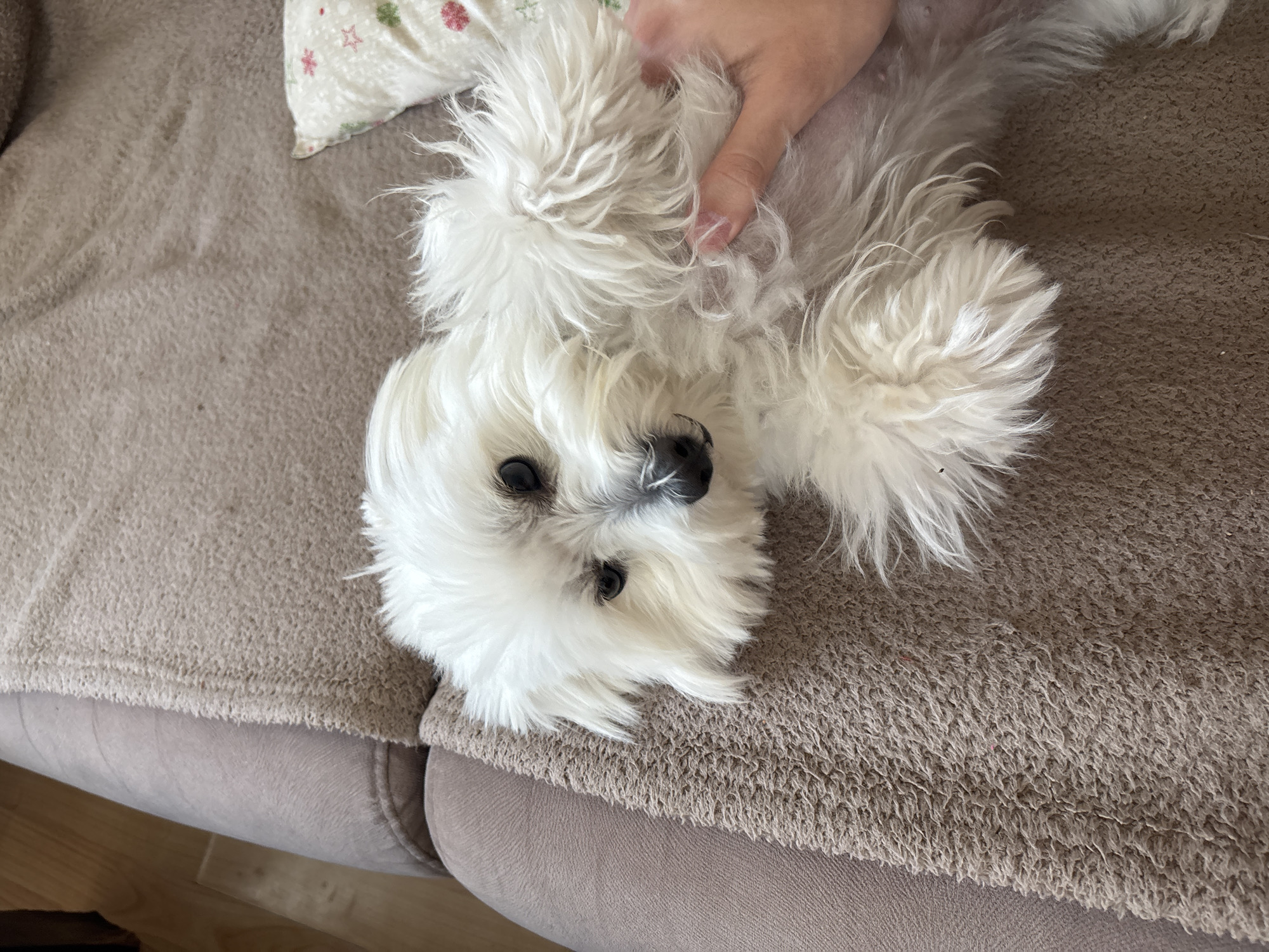 A medium shot captures a white, fluffy Maltese dog lying on its back on a brown upholstered sofa. A hand is on the dog's chest. Part of a pillow is visible behind the dog. The setting is indoors, likely a home. It is not possible to determine if the location is Burgas, Bulgaria from the image.