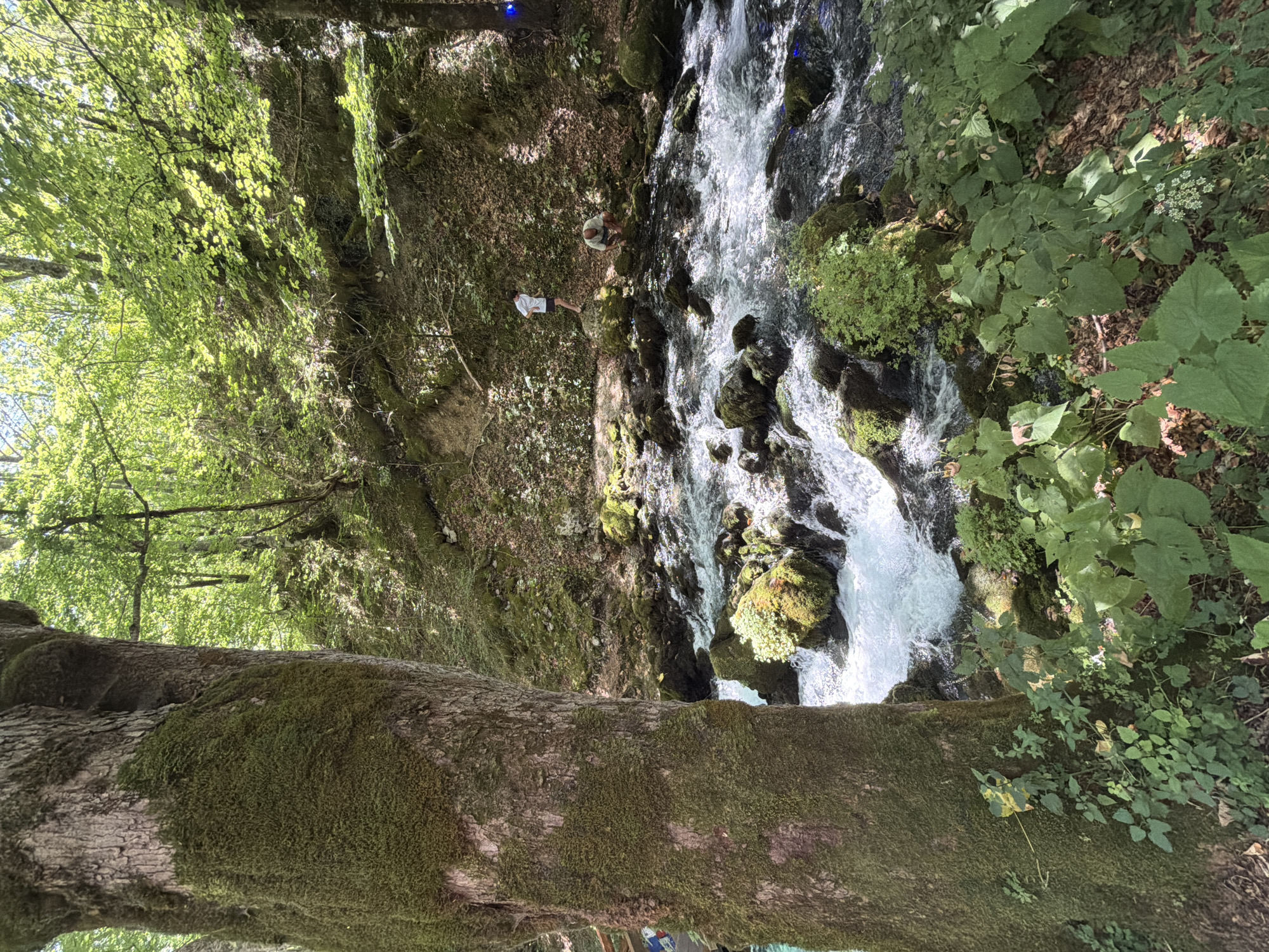 The image depicts a natural scene featuring a fast-flowing river in the city of Bistrica, Montenegro. A large, moss-covered tree trunk dominates the left foreground, partially obscuring the view of the river. The river itself is characterized by its white, turbulent water rushing over dark, moss-covered rocks. The background shows a steep, wooded incline with lush green foliage and a path. Two individuals are visible on the bank of the river: one, a young male in a white t-shirt and dark shorts, stands on a rock, and another, an adult male in a light-colored t-shirt and shorts, is crouched by the water. The environment suggests a tranquil, forested area with a clear, energetic waterway.