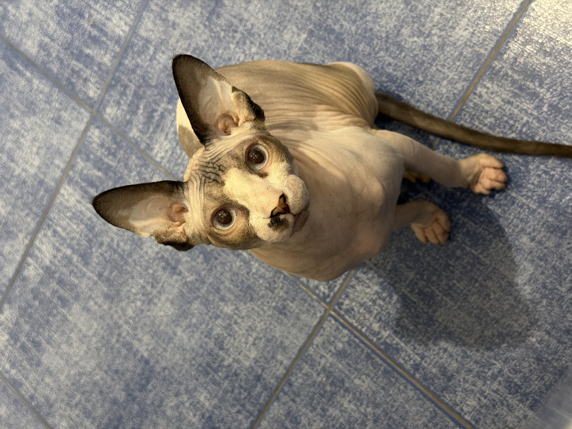 A hairless cat with large ears and a pale pink body with grey markings sits on a blue tiled floor. The cat is looking up at the camera with wide, light-colored eyes. Its tail is long and dark and extends downwards out of the frame. The lighting suggests it is daytime, and the cat is casting a shadow to its left. The scene is indoors.