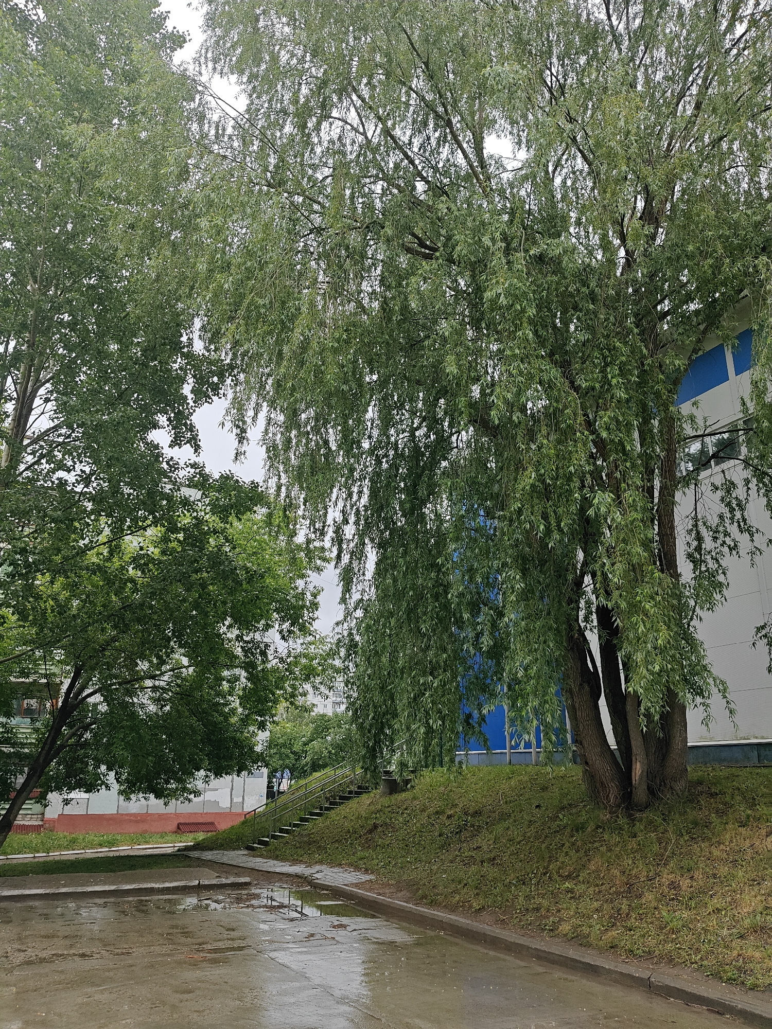 The image shows a wet, possibly recently rained-on, outdoor scene in what appears to be a park or courtyard setting. A large, weeping willow tree dominates the right side of the image, its branches cascading towards the ground. To the left of the willow is another tree with denser foliage. Behind the trees is a multi-story building with white walls and blue accents. A set of stairs leads up a grassy slope towards the building. The foreground is paved with concrete or asphalt that is reflective due to the wet surface. There are no people visible in the image. Given the prompt, the location is likely Chaikovsky, Russia.