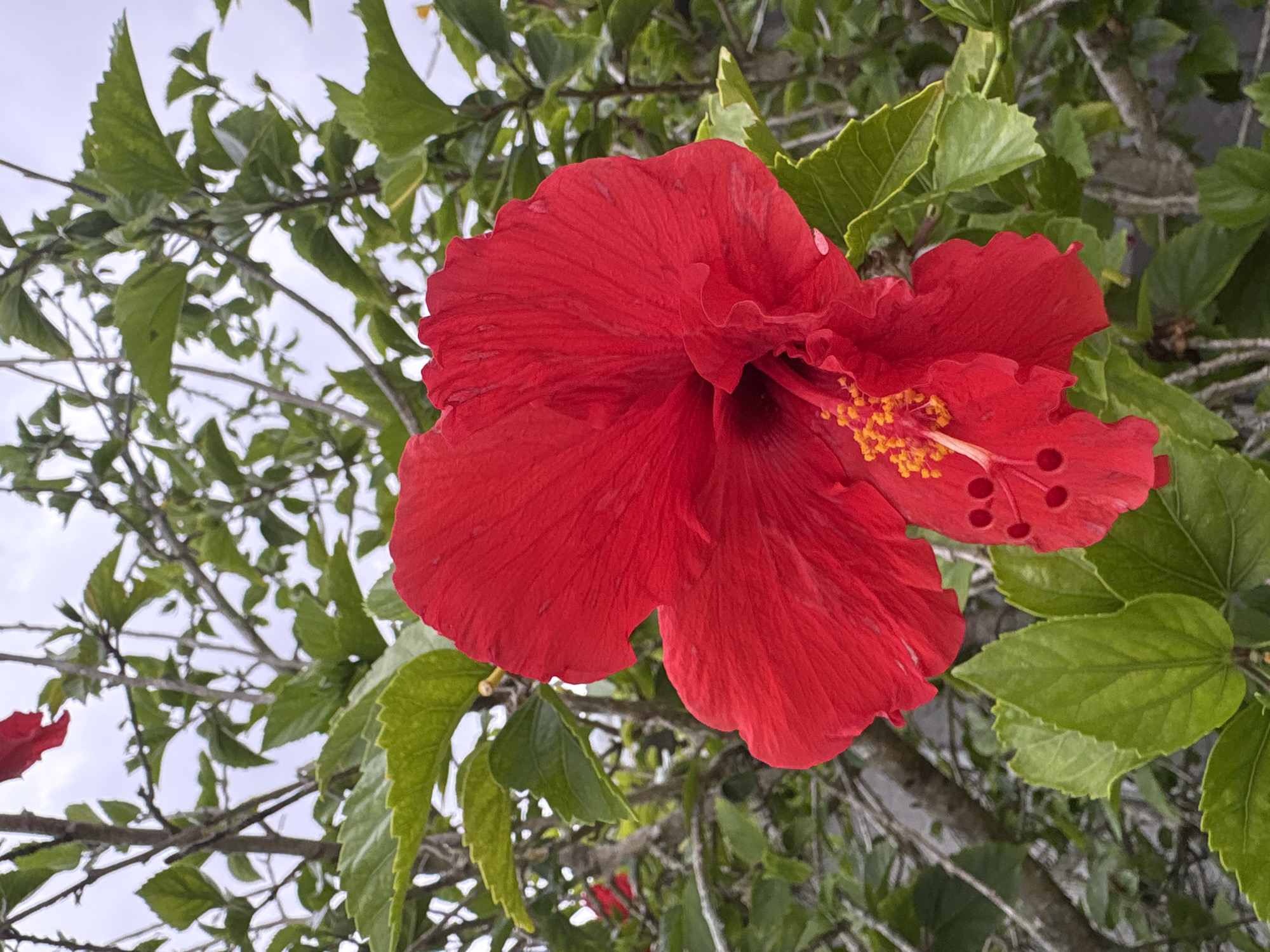 A close-up, eye-level, vertical, outdoor, medium shot captures a vibrant red hibiscus flower in full bloom, dominating the foreground. The flower's petals are a rich red with ruffled edges, and its center features bright yellow stamen tipped with orange. Behind the flower, a dense arrangement of green hibiscus leaves and woody branches creates a textured background. The foliage is a mix of light and dark green, with some leaves appearing glossy and others more matte. The branches are grayish-brown and have a somewhat gnarled appearance. The sky above is overcast and a pale gray, suggesting a cloudy day. The image appears to be taken in South Bradenton, United States of America, as part of a botanical garden or a well-maintained garden setting.