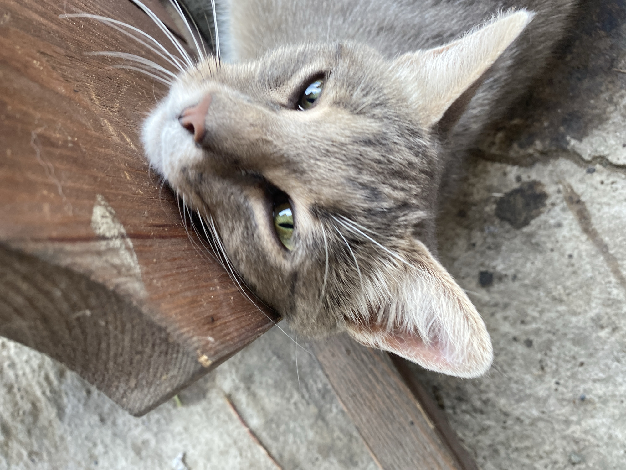 A close-up, tilted shot shows a tabby cat lying on its back next to a wooden surface. The cat's head is tilted, with its ears perked up and its eyes wide open, looking at the camera. The cat has green eyes and gray fur with darker tabby markings on its head and body. Its nose is pink, and its whiskers are long and white. The wooden surface appears to be rough and weathered, possibly part of a bench or a fence. The background consists of a textured gray surface, possibly concrete or stone, with some dark spots. The lighting suggests it is daytime, and the overall scene appears to be outdoors in a casual setting. The cat's expression is alert and curious. There is no visible text in the image. The location is Khanskaya, Russia.