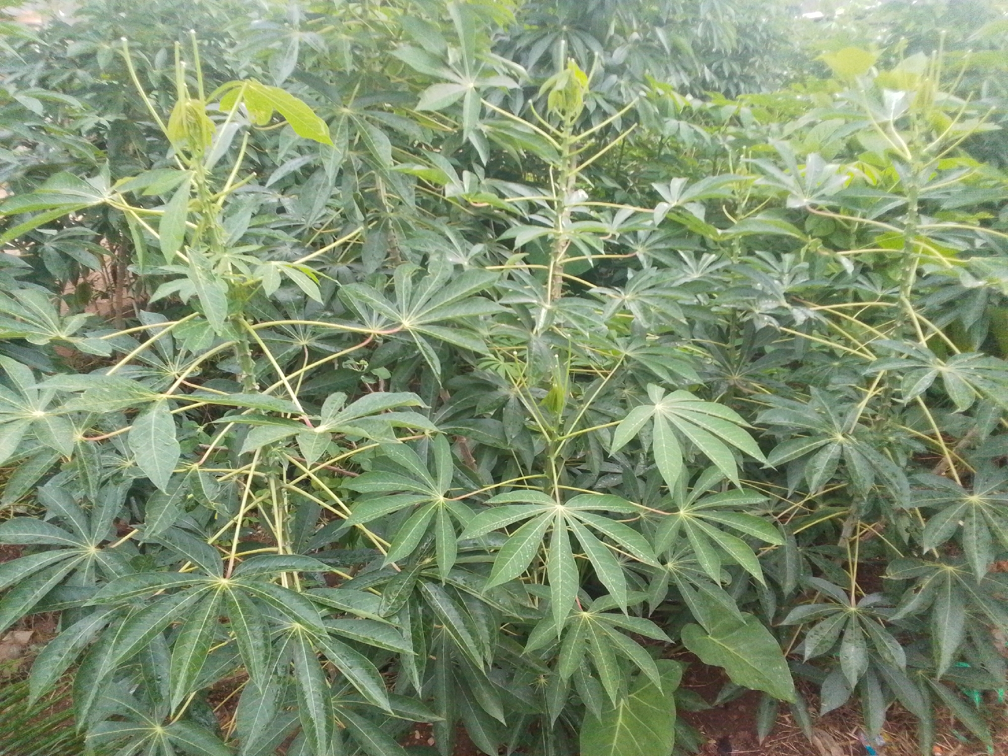 The image shows a dense field of cassava plants in Serti, Nigeria. The plants are tall and leafy, with characteristic palmate leaves. The stalks are visible, with some appearing dry and brittle, while new growth is evident at the top of some plants. The ground beneath the plants is covered with dry leaves and some scattered debris, suggesting a rural or agricultural setting. The lighting indicates it is daytime, possibly overcast given the diffused light. There are no people visible in the image. The overall impression is of a thriving cassava farm.