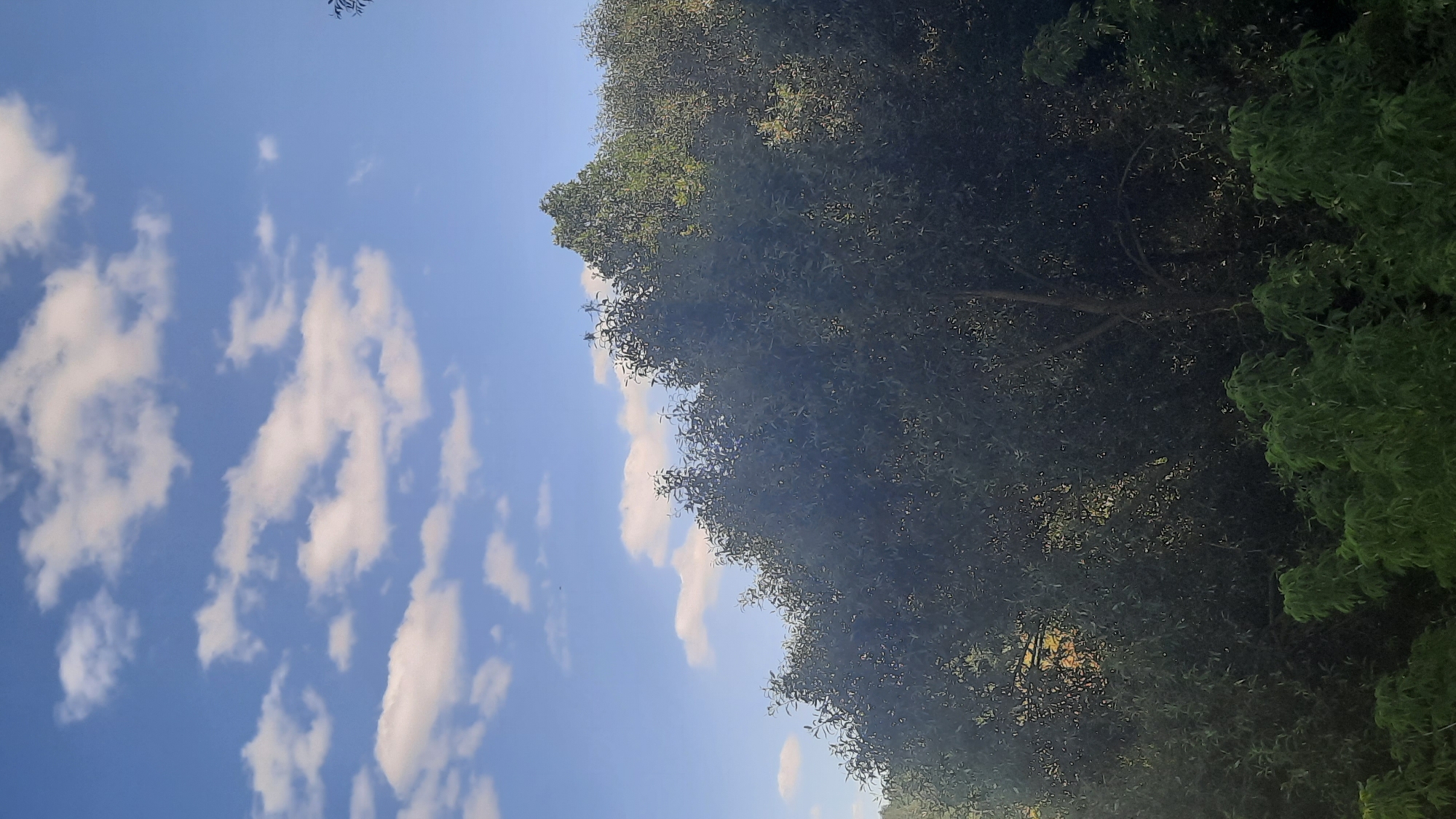 A medium shot captures a clear blue sky with scattered white clouds above a dense canopy of dark green trees. The trees occupy the lower two-thirds of the frame, forming a natural horizon line. The foliage is lush and varied, with some lighter green growth visible in the foreground. The lighting suggests it is daytime, possibly late afternoon due to the quality of light filtering through the leaves, though no specific shadows are clearly discernible. There are no people or man-made objects visible in the image, indicating a natural setting.