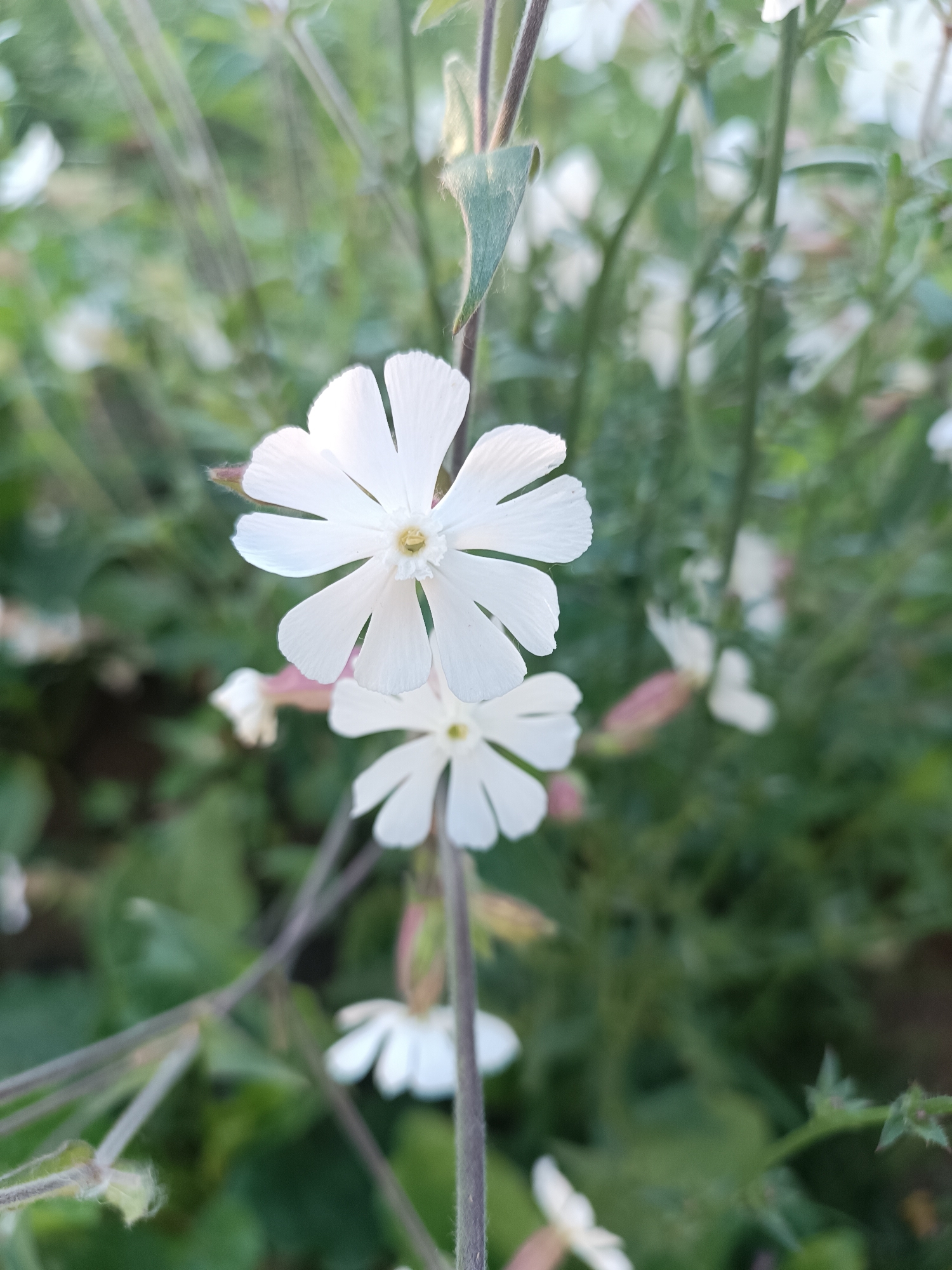 The image displays a close-up view of white flowers in a garden setting. The flowers have multiple delicate petals and are in various stages of bloom. The background consists of blurred green foliage, suggesting a natural or cultivated outdoor environment. The lighting indicates it is daytime. The image was captured in Chaikovsky, Russia.