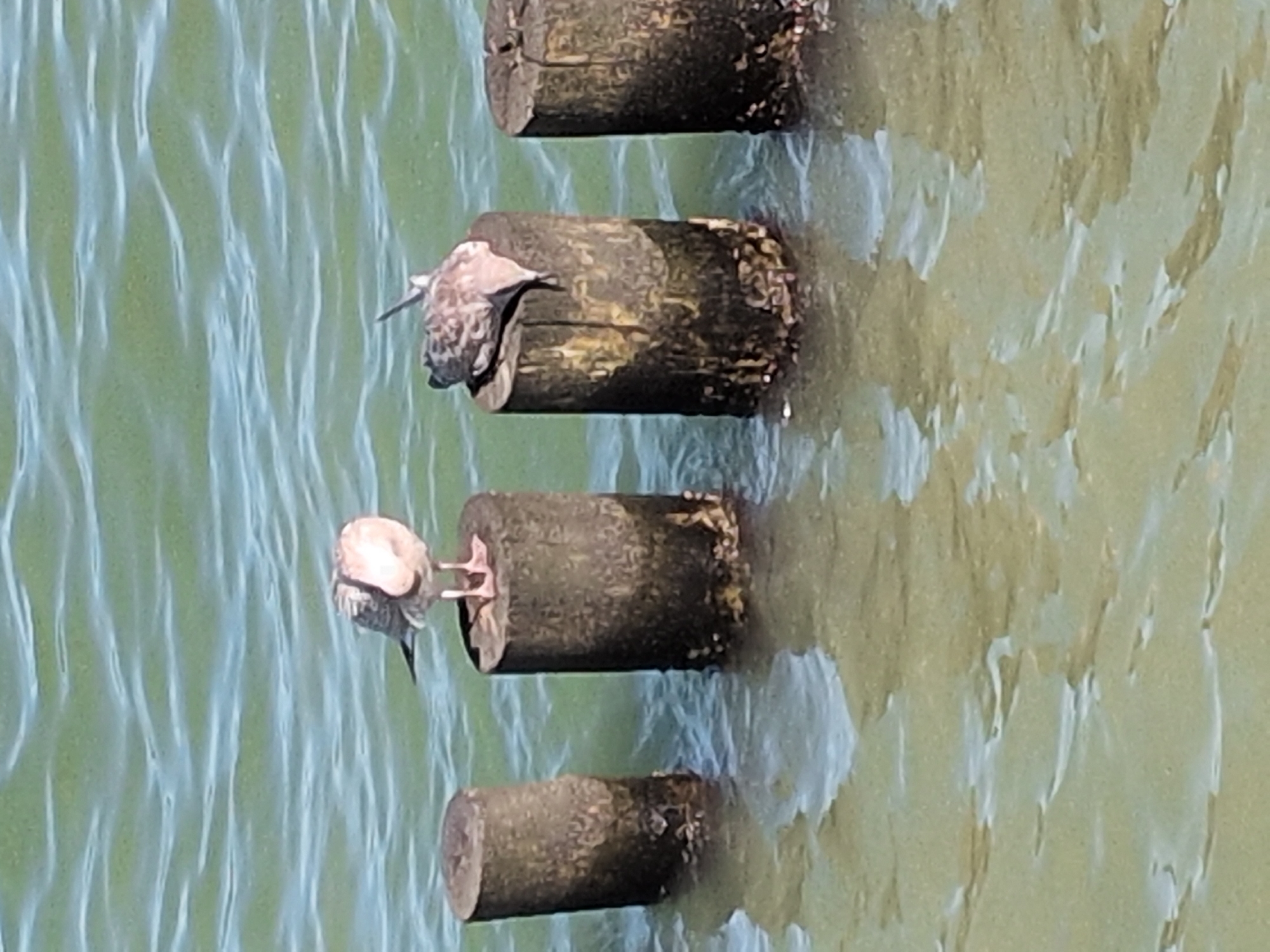 The image shows a body of water with four weathered wooden posts partially submerged. Two seagulls are perched on the posts. The seagull on the left is standing upright on a post and appears to be facing left. The seagull on the right is facing away from the viewer and has its head tucked down, possibly resting. The water is calm with visible ripples and a greenish hue. The lower portions of the wooden posts are encrusted with barnacles. The scene is likely a coastal area or a harbor, and given the context of Kühlungsborn, Germany, it is plausible this is a view of the Baltic Sea.