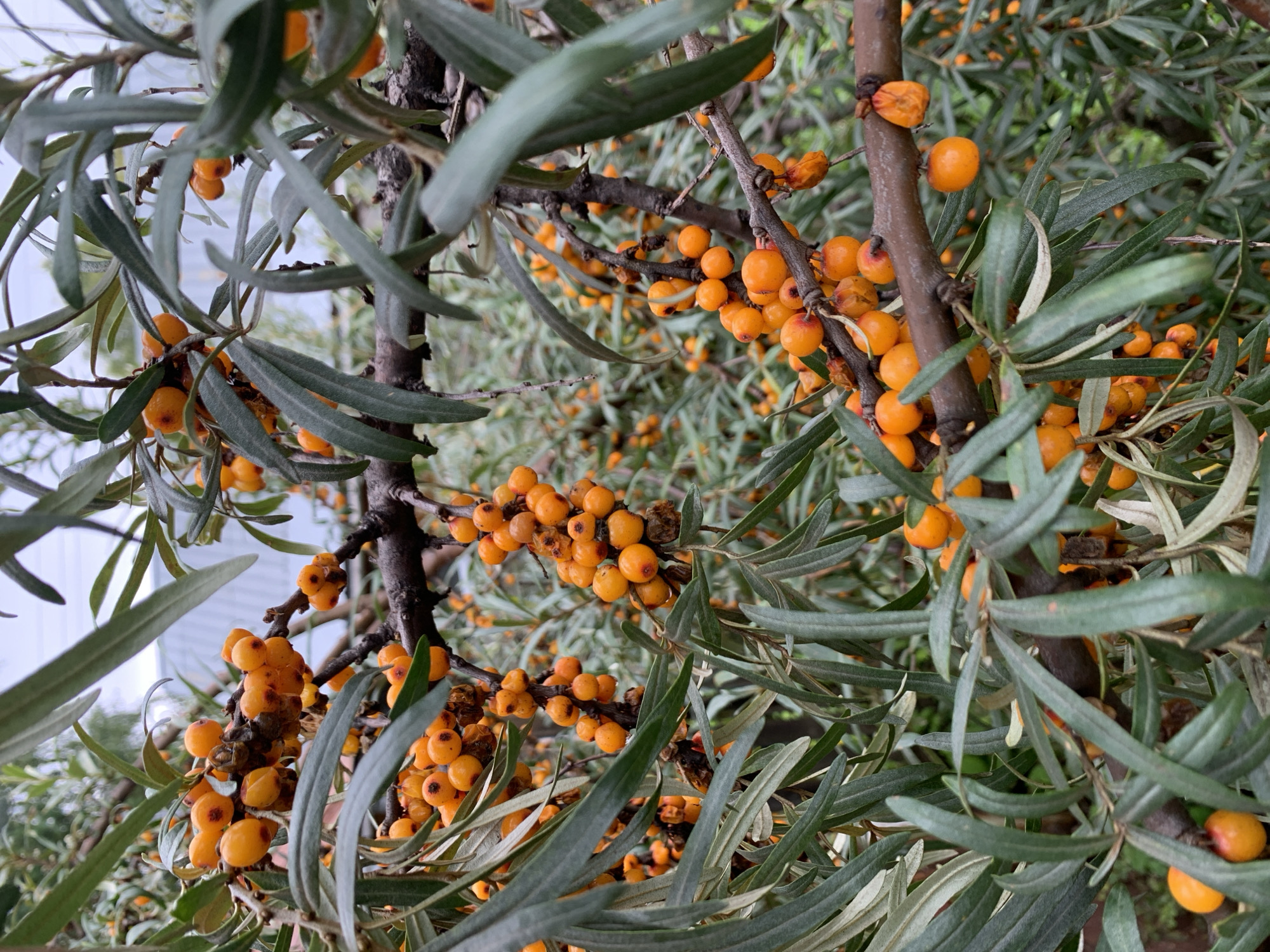The image depicts a close-up view of sea buckthorn branches laden with bright orange berries, set against a backdrop of green foliage and a hint of a building structure in the upper background. The berries are clustered densely along the thorny branches, with some appearing slightly shriveled. The leaves are long, slender, and have a silvery-green hue, characteristic of sea buckthorn. The scene is natural and appears to be outdoors, with no people or specific human activities visible. The setting in Chishmy, Russia, suggests a temperate climate where sea buckthorn commonly grows.