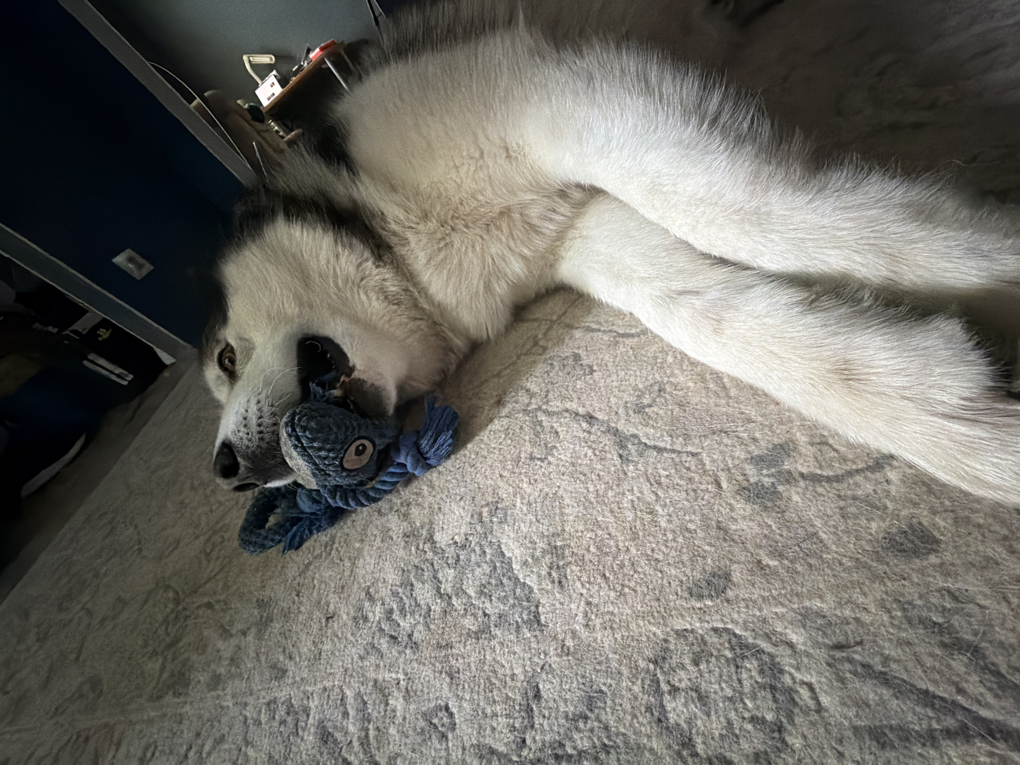 A Siberian husky lies on a textured carpet, its head turned to the side, with a blue rope toy clenched in its mouth. The dog's fur is a mix of white and grey, and its eyes are partially open, looking towards the camera. The background is out of focus, but appears to be an indoor setting with a dark blue wall. There is no indication of the location in the city of Узюково, Russia.