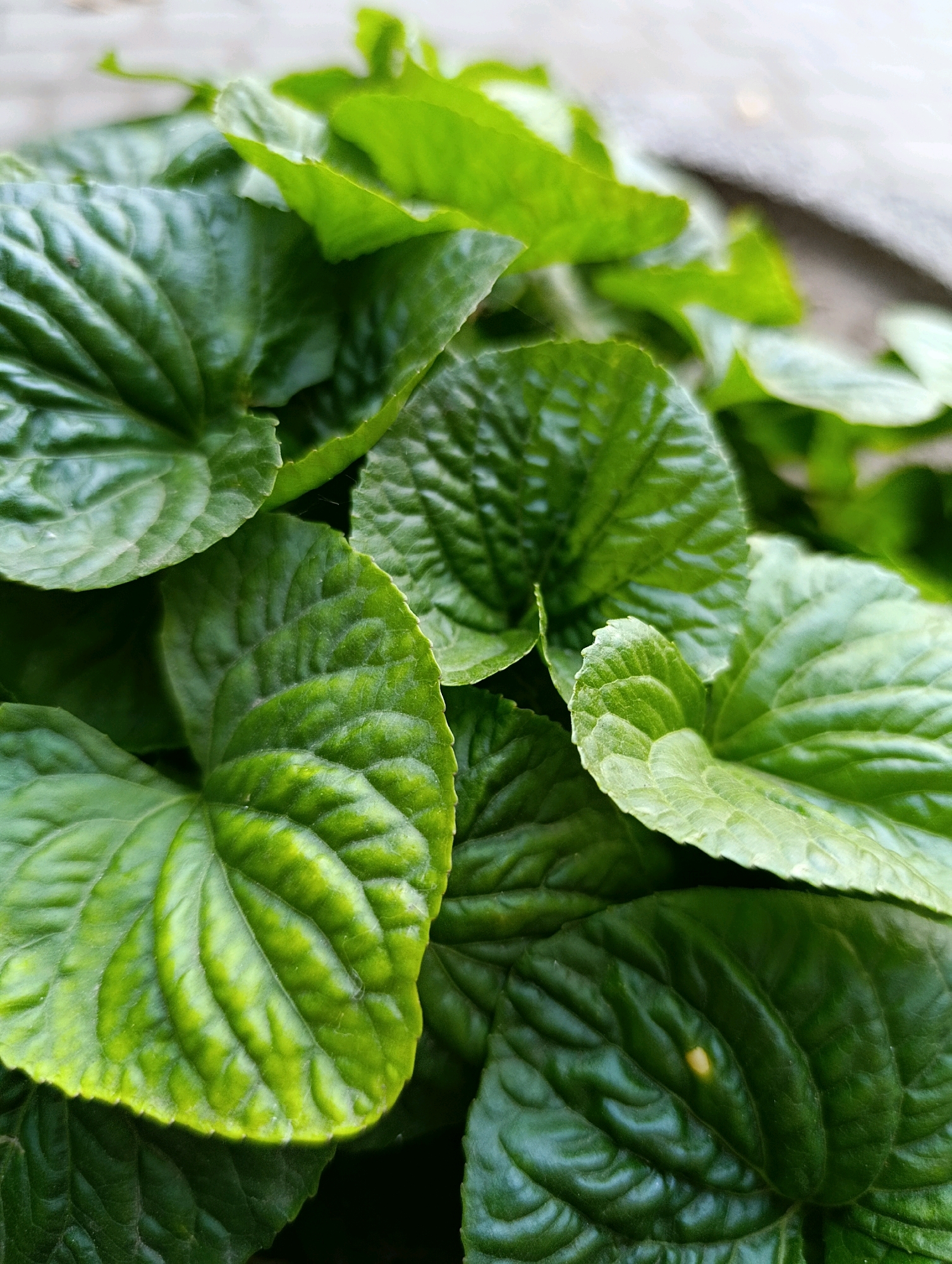 A close-up, high-angle shot features a cluster of large, green leaves with prominent veins. The leaves are heart-shaped and exhibit a slightly glossy texture, with some appearing more vibrantly green than others. The edges of some leaves are finely serrated. The background is out of focus, showing a neutral-colored, textured surface that could be a pathway or wall. There are no people, animals, or discernible objects other than the plant life and the background surface. The image does not provide any information about its location in Cherkasy, Ukraine.