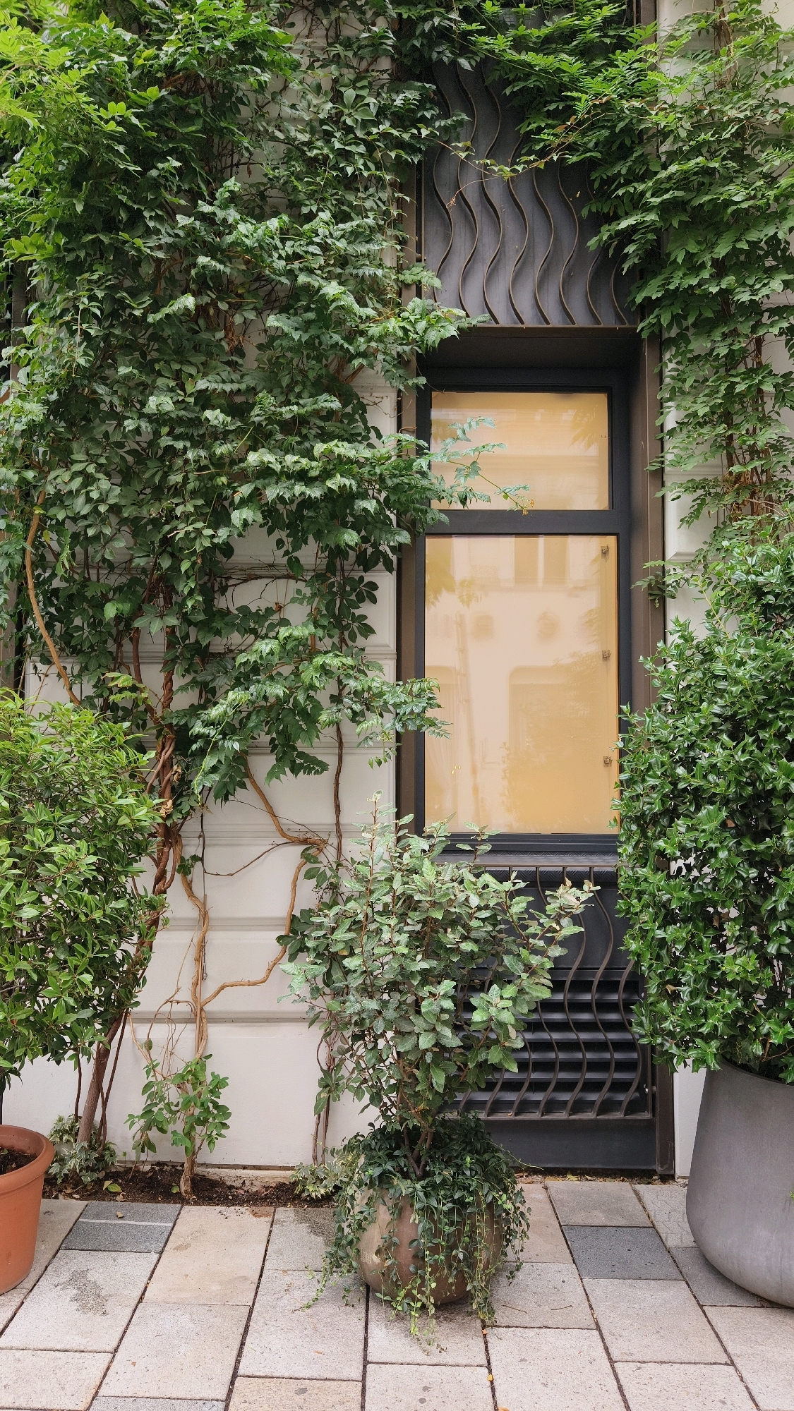 The image depicts an exterior facade of a building in Vienna, Austria, heavily adorned with lush green ivy and other climbing plants. A large, dark-framed window with a yellow-tinted pane is visible behind a decorative metal grate with a wavy pattern. To the left of the window, a thick vine with numerous leaves trails down the white wall. In the foreground, on the right side of the image, a large gray planter contains a dense shrub. To the left, a smaller terracotta pot holds another plant, partially obscured. The ground is paved with light-colored rectangular stones, some of which appear damp. The overall impression is one of a building with a vibrant, naturalistic, and somewhat overgrown aesthetic. There are no people or animals visible in the image.
