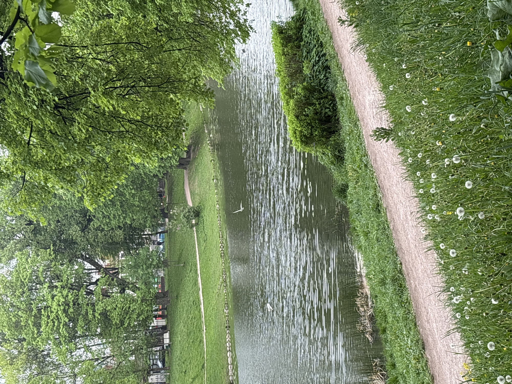 A slightly elevated, eye-level shot depicts a canal in St. Petersburg, Russia, with lush green banks. The canal runs vertically through the center of the frame. The water surface exhibits a rippled texture. Two white birds are visible in flight over the canal.
The left bank of the canal is lined with green grass, trees with vibrant green leaves, and a paved path alongside the canal. On the other bank, a narrow dirt path runs alongside the canal, bordered by grass filled with dandelions that have turned into seed heads.
The scene suggests a calm, natural environment within an urban setting. The angle of the photograph indicates it was taken from a stationary position, likely on or near one of the banks. The light is soft and diffused, suggesting an overcast day.