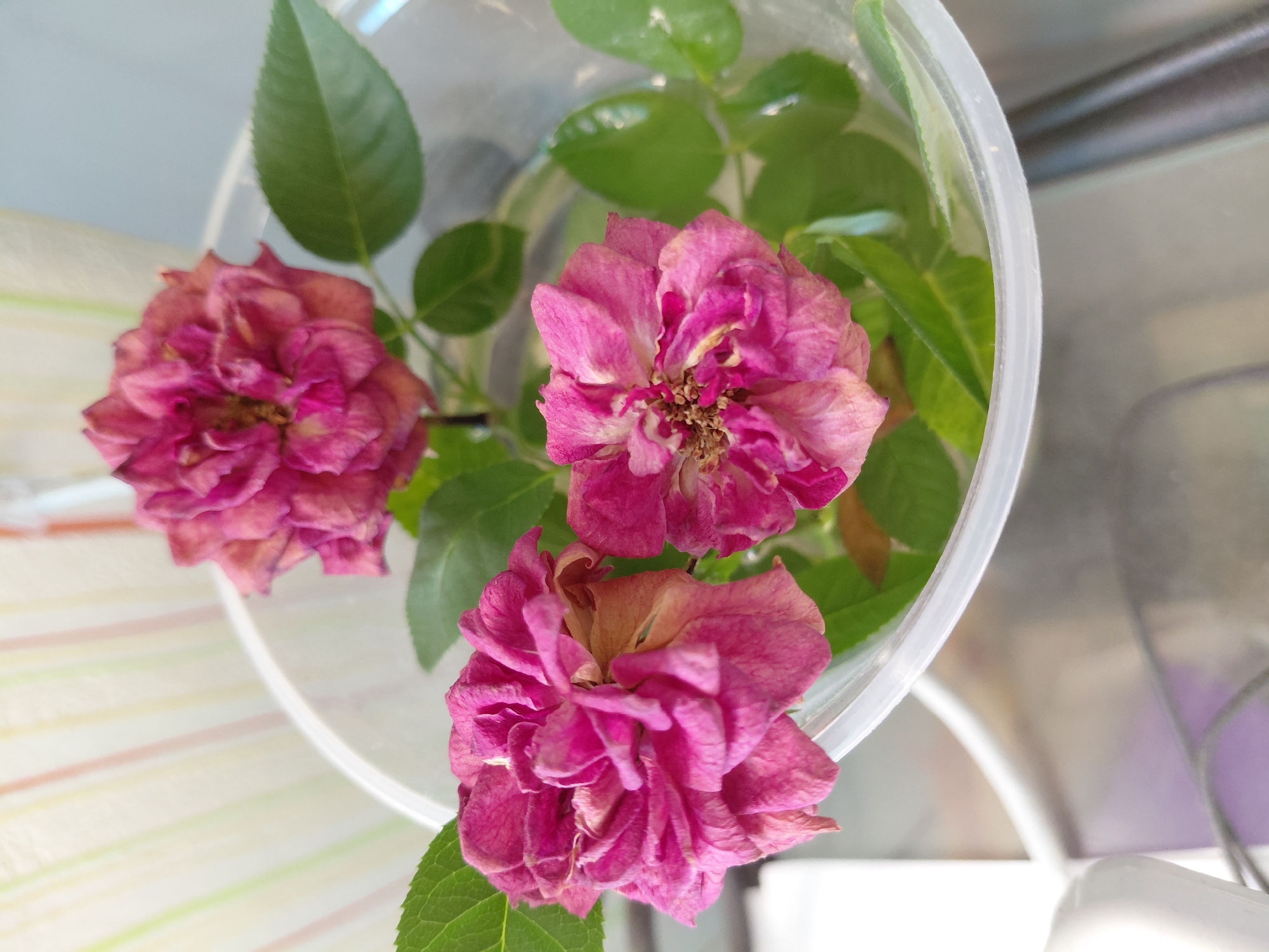 This media file captures a close-up, overhead view of three magenta-pink roses in a clear, translucent plastic container, which is partially filled with water. The roses appear somewhat wilted or dried, with crinkled petals showing some lighter pink and brownish tones, especially towards their centers. Several vibrant green leaves, likely from the rose stems, are also visible in the water, some partially submerged. The plastic container has a smooth, rounded rim.
The background on the left side of the image features a softly blurred surface with faint vertical stripes in light colors such as white, green, and a pale orange or beige, suggesting a tablecloth or patterned surface. The background on the right is a lighter, more uniform tone, possibly a wall or piece of furniture, with some darker, blurry shapes in the upper right.
No specific activity is taking place; the image is a still life. The lighting suggests an indoor setting, likely during the daytime, with soft ambient light. There is no visible text in the image. The scene is set indoors, in Nadym, Russia.