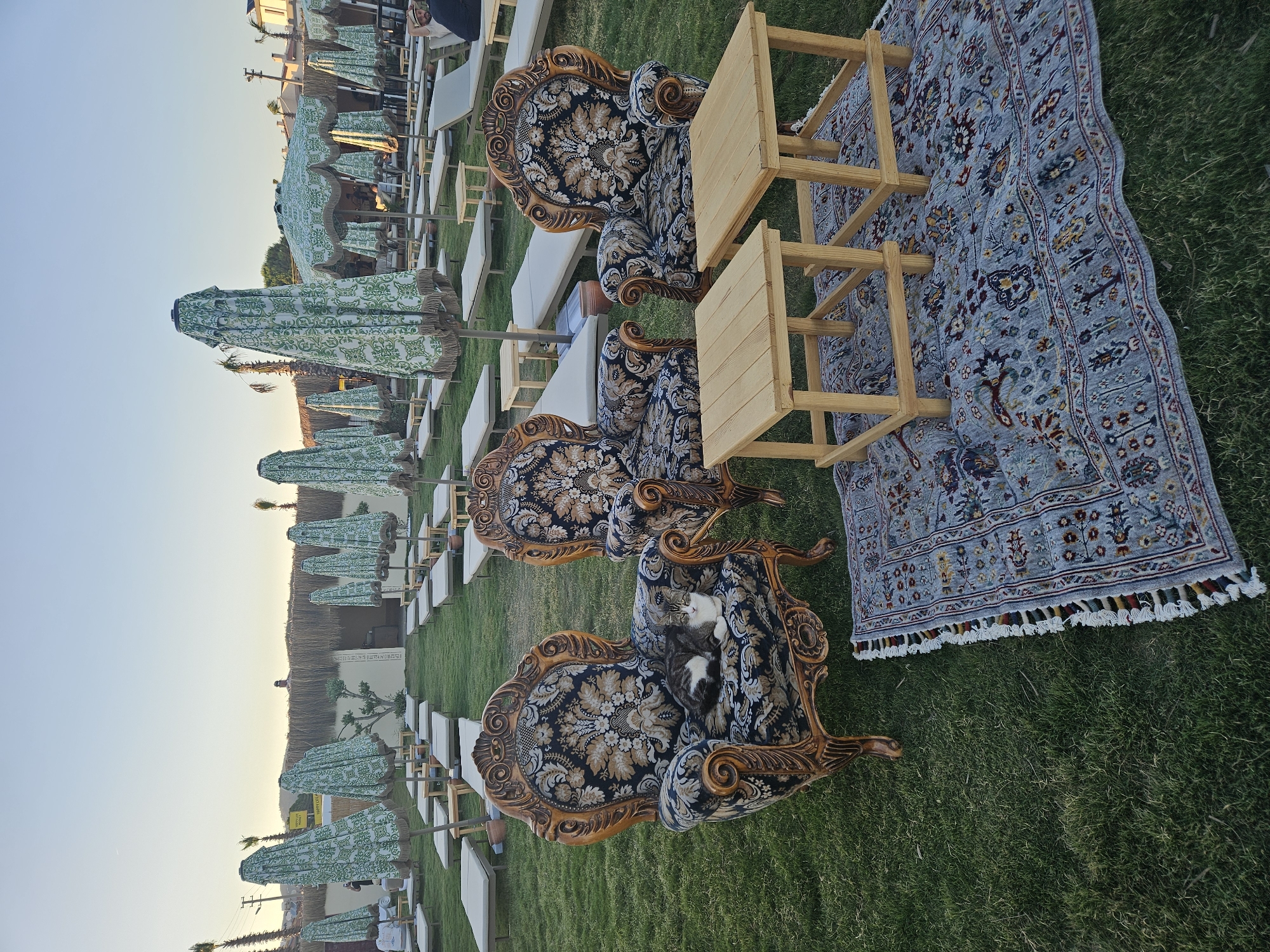 The image depicts a beach resort area, likely in Seferihisar, Turkey, during daylight hours. In the foreground, three ornate armchairs with floral upholstery are arranged on a grassy lawn. A tabby and white cat is resting on the seat of the leftmost armchair. In front of the armchairs, a patterned rug is laid out on the grass, with two small wooden tables placed on top of it.
The background shows rows of closed beach umbrellas, many of which are patterned with green and white designs. These umbrellas are set up over empty lounge chairs, suggesting a resort setting. Beyond the lounge chairs and umbrellas, there is a low building with a thatched roof, and further in the distance, palm trees and some buildings can be seen against a clear sky. The overall impression is one of a serene, possibly early evening, scene at a beachside establishment.