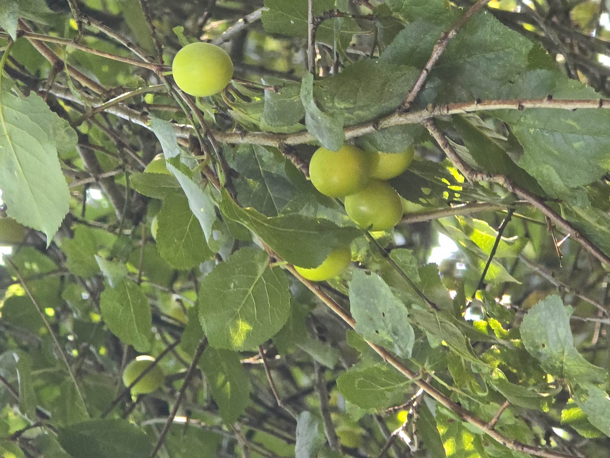 This image depicts a close-up view of a tree branch laden with unripe green plums. The plums are round and vary slightly in size, clustered together on the branch amidst lush green leaves. The lighting suggests an outdoor setting, possibly a garden or park, bathed in natural sunlight that filters through the foliage, creating highlights and shadows. The background is a soft blur of green and brown, indicating the depth of field is focused on the fruit and branches. There are no people or animals visible in the image. The location is specified as Stockton-on-Tees, United Kingdom, though no specific landmarks or context within the city are discernible from the image itself. The image is a still, natural scene of fruit growing on a tree.