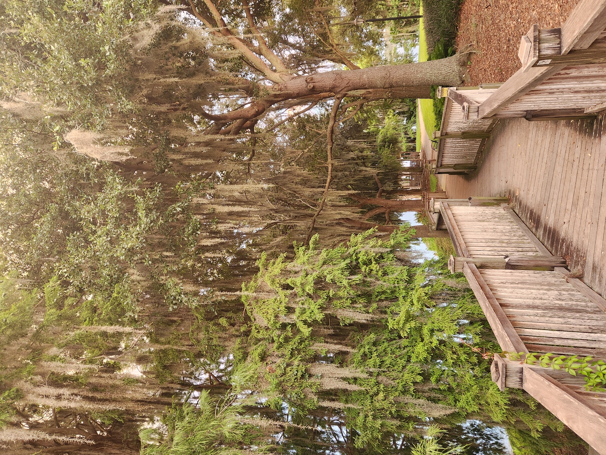 An elevated wooden boardwalk with weathered railings curves through a park in Winter Park, Florida. Large trees draped with Spanish moss line the path, casting dappled sunlight on the wooden planks. In the background, a body of water is visible on the left, and a gazebo with benches can be seen further down the path. The ground is covered with fallen leaves and pine needles. The scene is peaceful and natural, suggesting a leisurely walk or moment of contemplation.