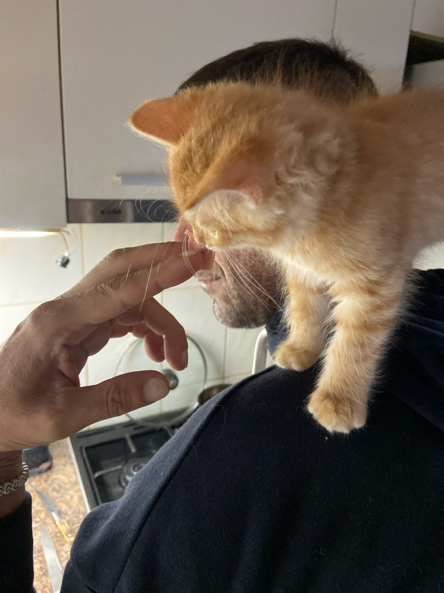 An orange kitten stands on the shoulders of a person in a dark hoodie. The kitten is looking down at the person's hand, which is extended to touch the kitten's face. The person's face is partially visible behind the kitten, showing stubble on their chin and jawline. The background appears to be a kitchen, with a stovetop and cabinets visible. The lighting suggests an indoor environment, likely a home. The scene is captured from a close-up perspective, focusing on the interaction between the kitten and the person.