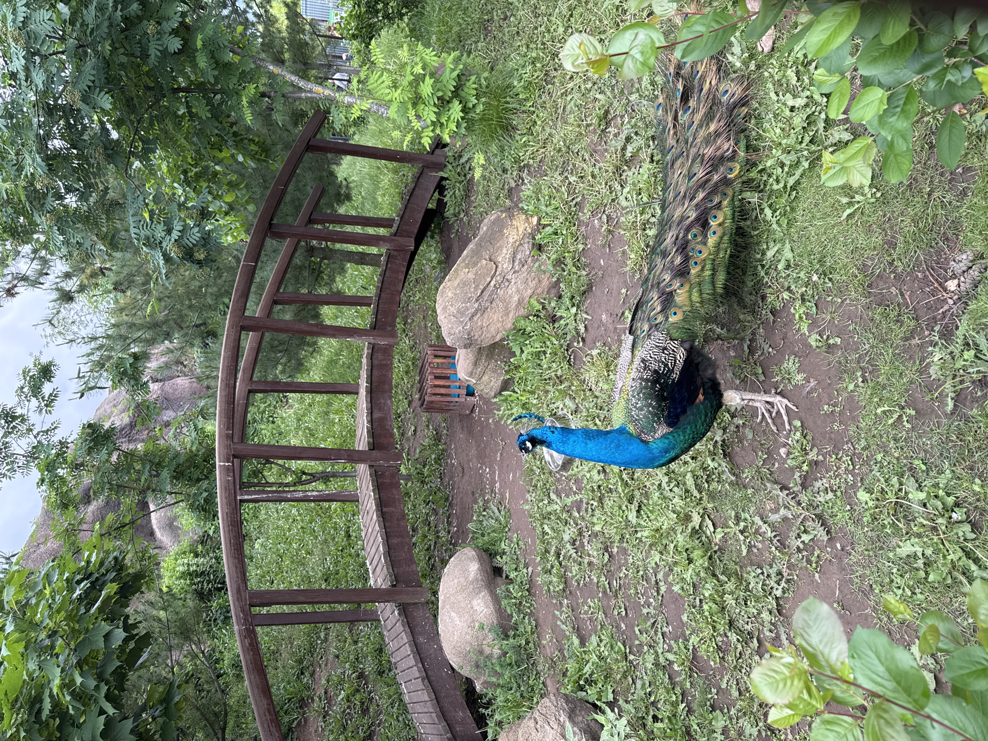 This image captures an outdoor scene, reportedly in Izhevsk, Russia, featuring a male Indian peafowl (peacock) positioned prominently in the lower center. The peacock displays vibrant blue plumage on its head and neck, with iridescent green and bronze body feathers. Its long train of tail feathers, adorned with numerous iridescent ocelli (eyespots), extends behind it, resting on the ground.
In the mid-ground, a dark brown wooden pedestrian bridge, characterized by a curved arch and simple vertical railings, spans horizontally. Several large, weathered boulders of light grey and brown tones are scattered on the ground around and behind the peacock, near the base of the bridge. Behind the bridge, to the right, a small, open wooden crate with vertical slats is visible. A shallow metal bowl, possibly for water, is situated near the peacock's head.
The ground consists of uneven patches of compacted brown earth mixed with sparse green grass and weeds. The background is densely vegetated with various trees and shrubs, displaying shades of green foliage. In the upper left background, a large, light-colored rocky outcrop or cliff face is partially visible through the leaves. Towards the far right background, behind a tree line, a light-colored fence or structure is discernible, with two blurry human figures faintly visible behind it. The sky overhead is uniformly overcast and light grey.