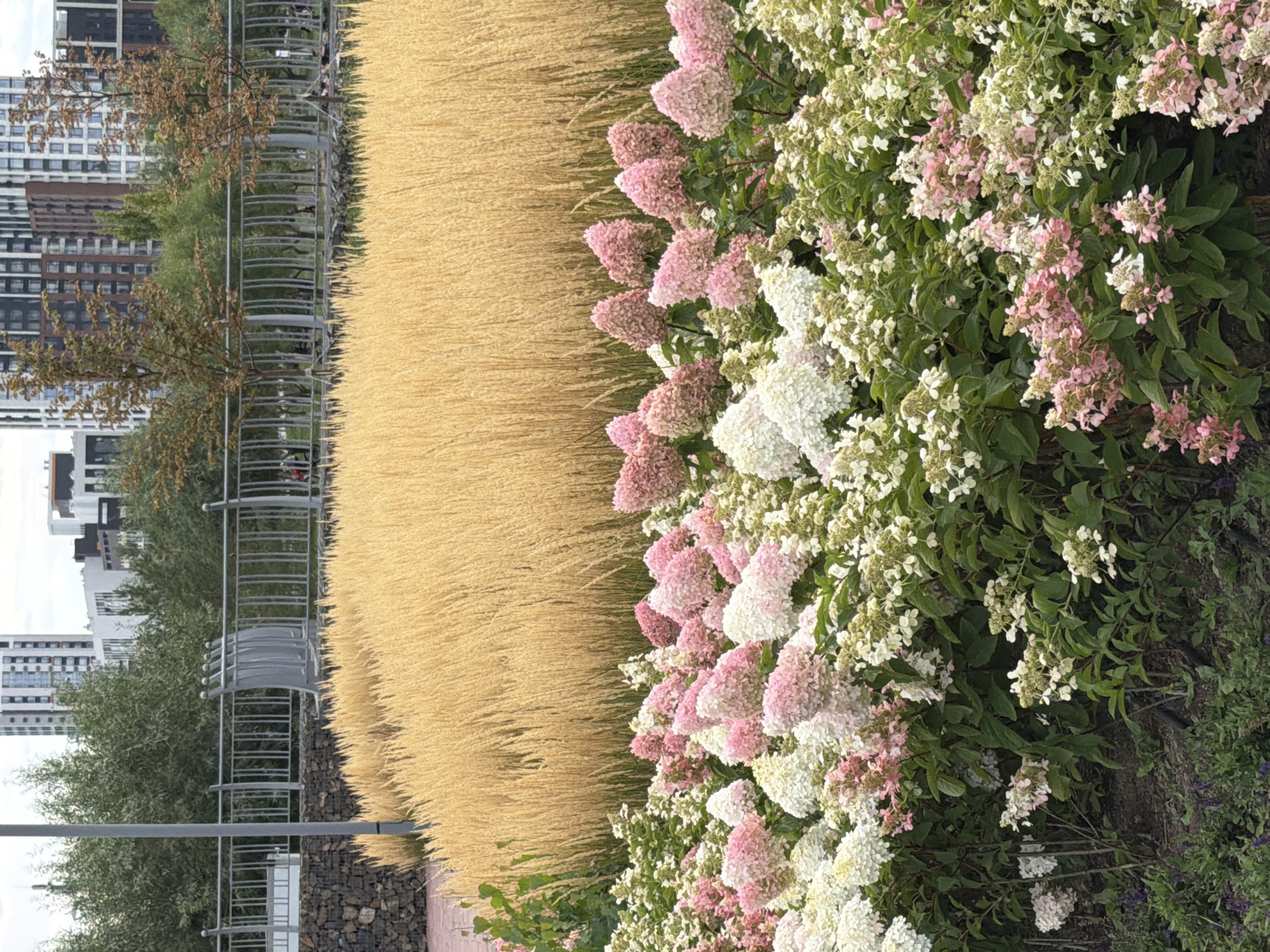The image depicts a park-like setting in the city of Astana, Kazakhstan, featuring a layered arrangement of flora against a backdrop of urban architecture. In the foreground, a dense planting of hydrangeas displays a gradient of colors, transitioning from white to pale pink and deeper pink hues. These flowers are interspersed with smaller white blooms and green foliage. Behind the hydrangeas, a large expanse of tall, golden ornamental grass dominates the mid-ground, its feathery plumes catching the light. This grassy area is separated from the background by a grey metal fence with a repeating curved design. Beyond the fence, trees with autumn-toned leaves are visible, and further in the distance, modern, multi-story buildings with a mix of dark and light facades rise against a cloudy sky. The ground in the immediate foreground is a dark earth, with some hints of darker green ground cover and a few scattered small purple flowers. The overall impression is one of a well-maintained urban green space, blending natural elements with the surrounding city.