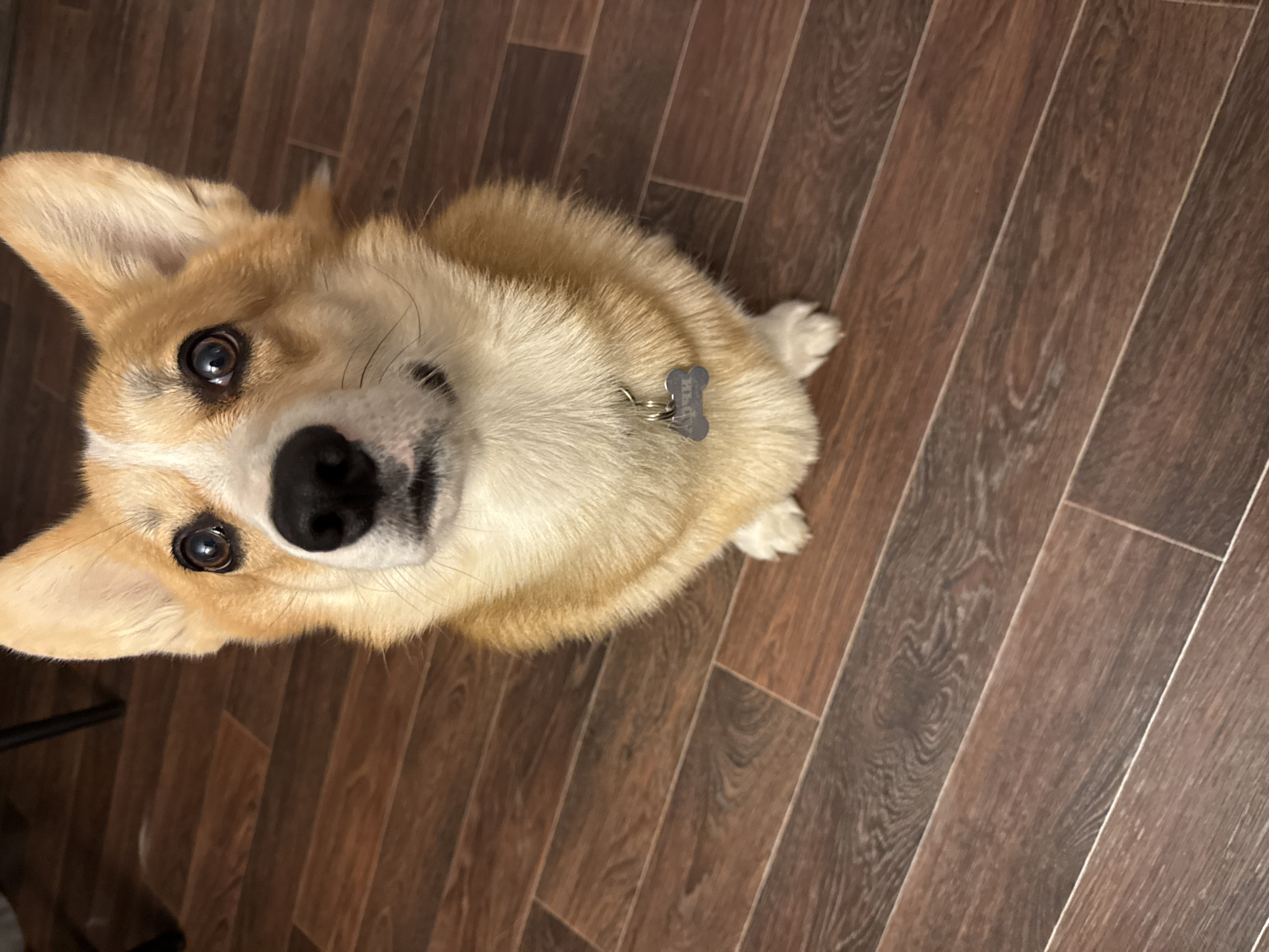 A corgi dog sits on a dark brown wood-patterned floor. The dog is looking upwards towards the camera with a hopeful expression. The dog is tan, white, and black. It has a gray bone-shaped dog tag on its collar. The dog is indoors. No information is available about Votkinsk, Russia.