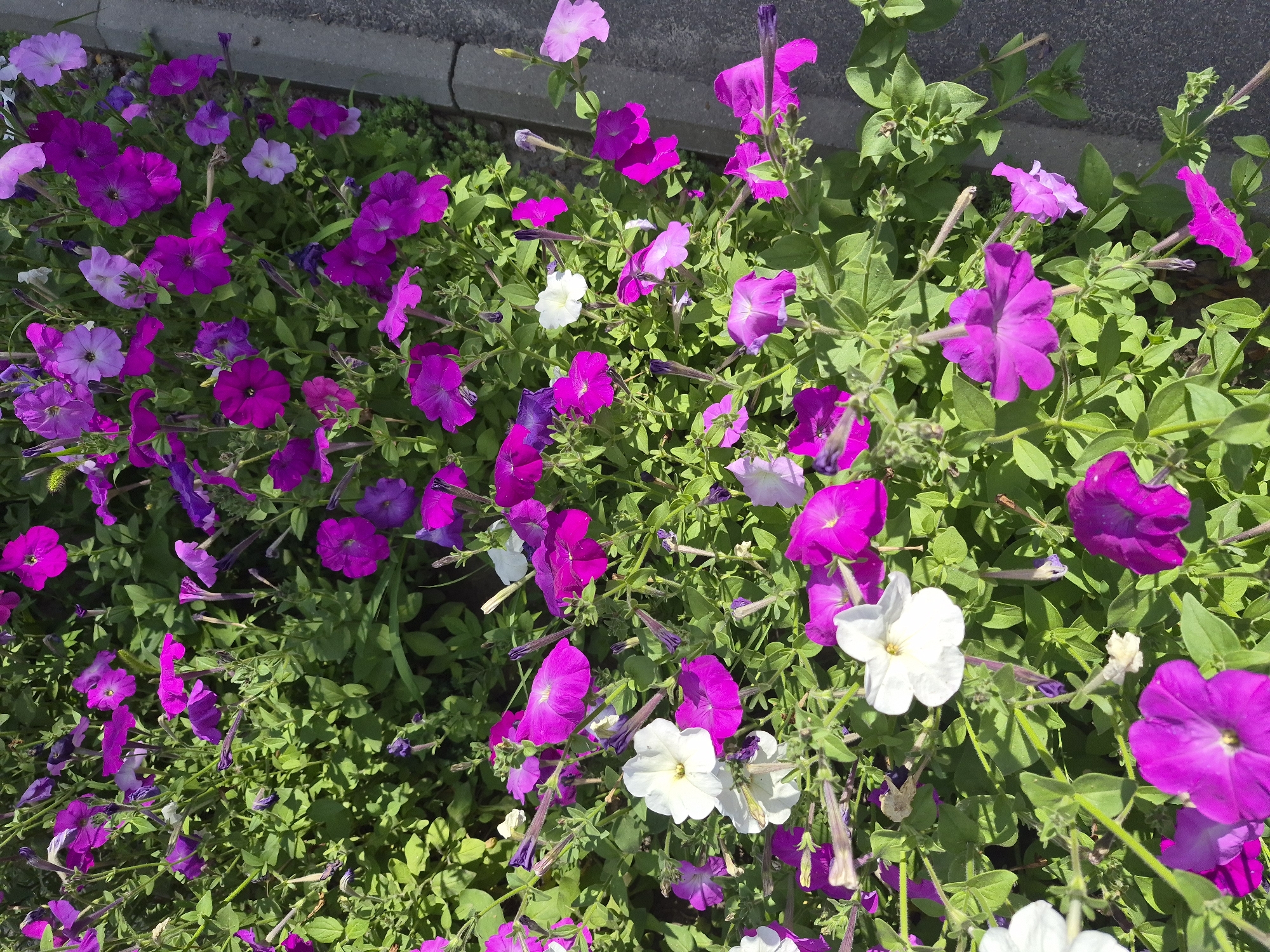 A high-angle, eye-level shot captures a dense bed of vibrant petunia flowers in varying shades of purple, pink, and white, interspersed with lush green foliage. The flowers are in full bloom, with many petals unfurled and facing upwards, while others are still in bud or have partially wilted. Some of the flowers exhibit a star-like shape with five distinct petals. The surrounding greenery is verdant and leafy, with thin stems supporting the blossoms. The scene is bordered on the right by a rough, gray concrete curb and a dark, asphalt-like surface, suggesting an outdoor urban setting. The lighting indicates a bright, sunny day, with shadows cast by the flowers and leaves. The image is cropped to focus entirely on the flowers and their immediate environment, with no discernible people or animals. The overall impression is one of natural beauty and lively color.