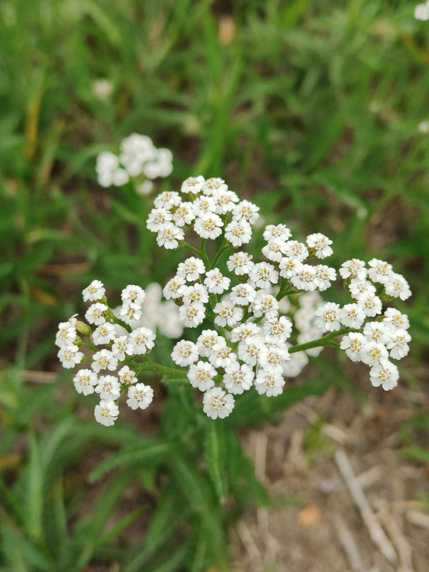 A close-up, vertical shot focuses on a cluster of small white flowers with yellow centers, likely yarrow, in a natural outdoor setting. The flowers are arranged in a corymb, with many individual florets making up the larger inflorescence. The background is a blur of green grass and some dried vegetation on the ground, suggesting a field or roadside location. The lighting is soft, indicating an overcast day or shade. There are no people or man-made objects visible.