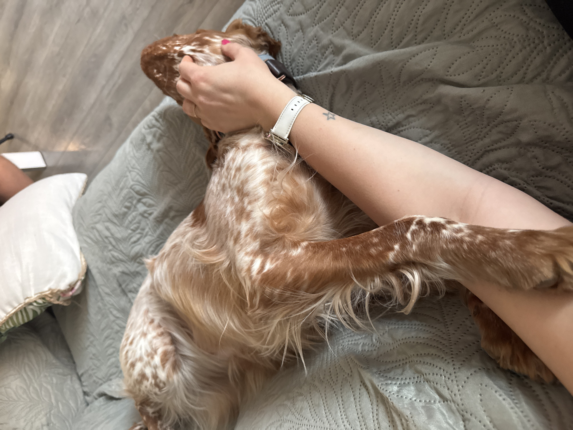 A medium shot shows a person petting a brown and white spaniel-type dog on a bed covered with a textured grey bedspread and decorative pillows. The person’s left hand rests on the dog’s head, fingers slightly flexed. The person wears a white watch with a gold clasp and has a small star tattoo on their inner forearm. The dog’s body is primarily in view, revealing its mottled fur and floppy ears. The location and city cannot be determined from the image.