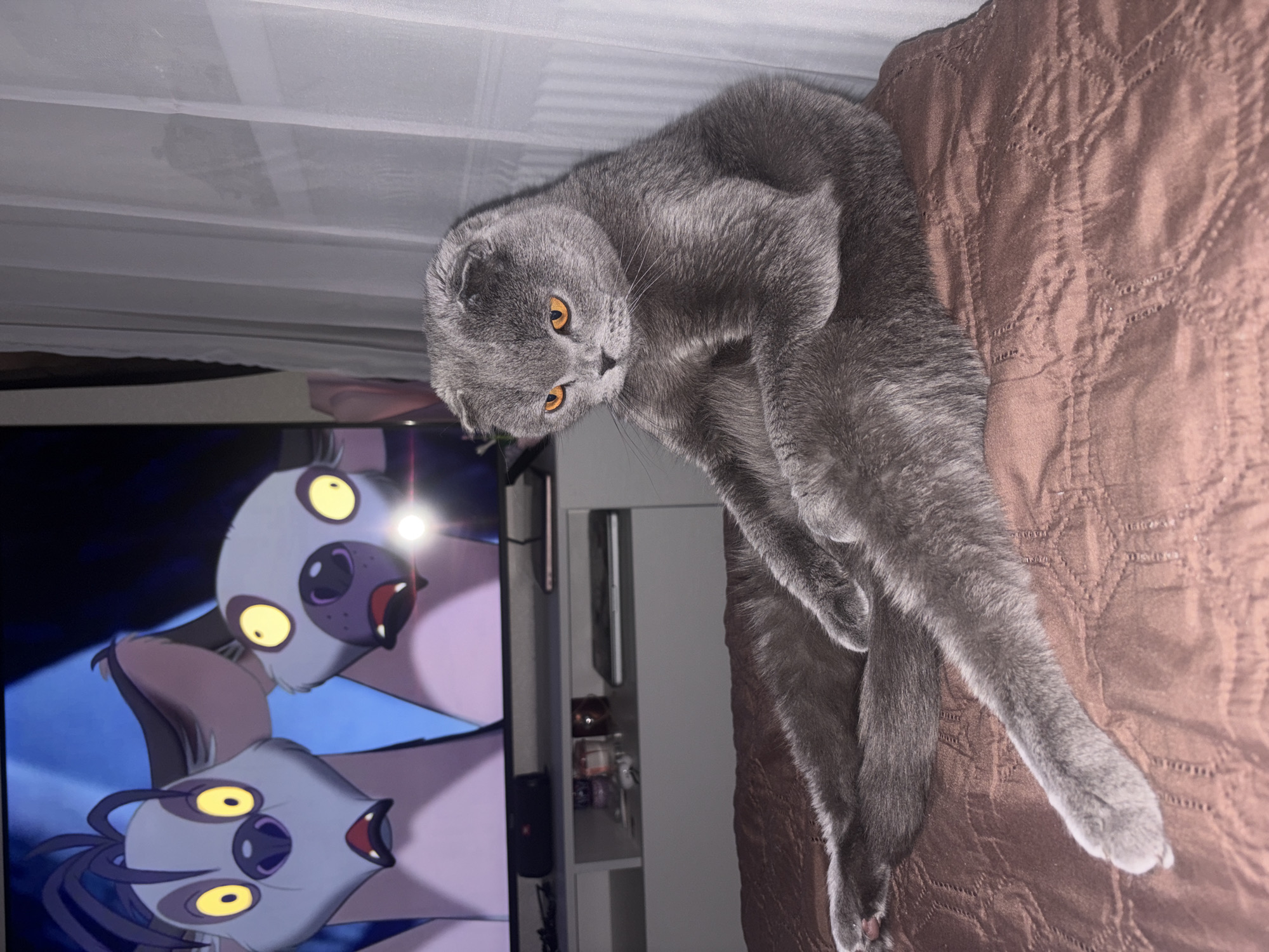 A gray Scottish Fold cat lies on a brown quilted bedspread, oriented vertically in the image. The cat's amber eyes are open, looking slightly downwards. The cat's legs are extended. In the background, to the left, is a television screen displaying cartoon hyenas. Behind the television is a white shelf. Above the cat is a white curtain. The location is not discernible from the image. The city of Saint Petersburg, Russia, cannot be confirmed.