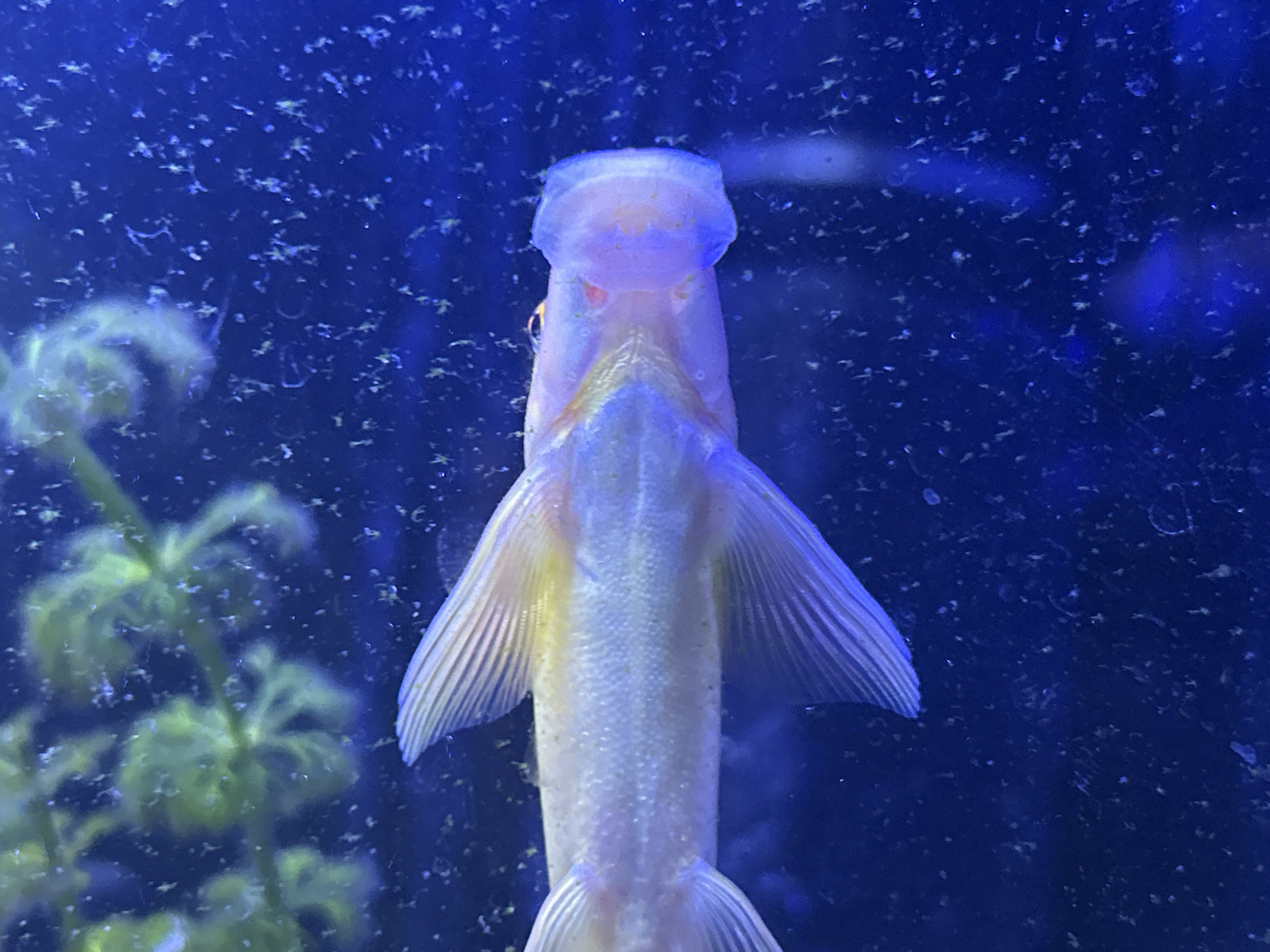 An overhead view of a pale, albino-like fish is captured in a blue, aquatic environment. The fish's body is elongated and appears to be in focus, with its fins spread wide. The fish's head is rounded and indistinct, with visible pinkish gills. The surrounding water is a deep blue, with numerous small, white specks that could be debris or micro-organisms. To the left of the fish, out of focus, are several green aquatic plants. The image does not provide any information about the location within Verkhnevesyoloye, Russia.