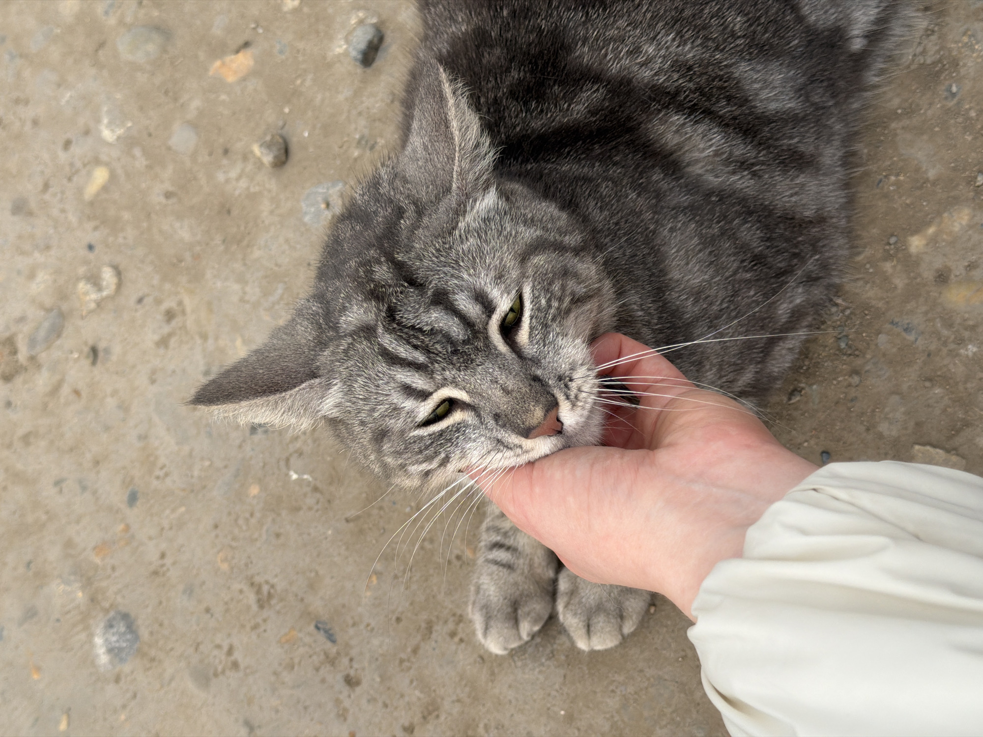 A gray tabby cat is depicted lying on a light brown, textured ground with scattered small pebbles and gravel, characteristic of an unpaved outdoor surface in Rossiyskiy, Russia. A light-skinned human hand, partially obscured by a light-colored sleeve, is seen stroking the cat's cheek and jawline. The cat's eyes, appearing greenish-yellow, are partially closed, and its head is slightly tilted, indicative of a relaxed state. Its left front paw is visible, positioned near its body.