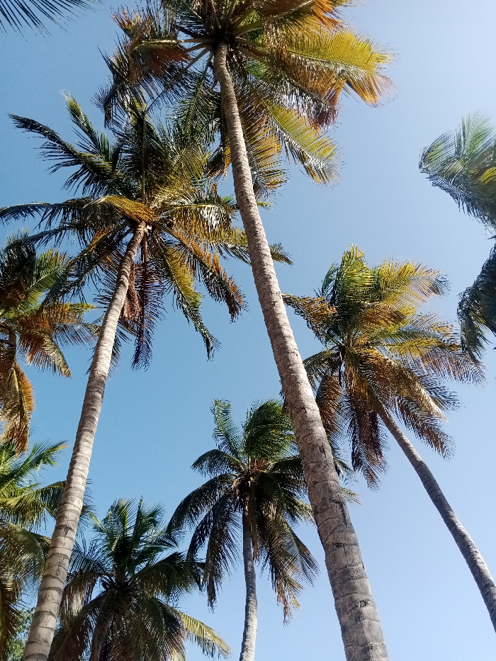 The image captures a vibrant, upward-looking perspective into a canopy of numerous palm trees against a clear, bright blue sky. The view is from directly below the trees, emphasizing their height and the spread of their fronds.
Several tall, slender palm trunks are visible, stretching vertically through the frame. Their bark shows a distinct textured pattern, with varying shades of light gray and brown. The sunlight highlights their contours, creating a sense of depth.
Above the trunks, the lush fronds of the palm trees dominate the upper and side portions of the image. The leaves display a range of greens, from deep emerald to lighter, more yellow-green hues, with some fronds also showing golden-brown or dried tips, suggesting maturity or exposure to strong sunlight. The light filters through the fronds, creating areas of bright highlights and darker shadows, adding to the visual richness. Some fronds appear to be gently swaying or positioned dynamically, implying a light breeze or natural movement.
The sky is a uniformly clear and brilliant blue, devoid of any clouds, indicating fair weather and a bright, sunny day. The contrast between the dark and light greens of the palm fronds and the stark blue of the sky is striking. The lighting suggests that the sun is high in the sky, likely midday or early afternoon, casting direct light on the upper parts of the trees.
The scene evokes a tropical or subtropical environment, such as a beach, resort, or coastal area. There are no people or man-made objects visible, focusing entirely on the natural beauty of the palm trees and the sky. The overall impression is one of tranquility, warmth, and natural grandeur.