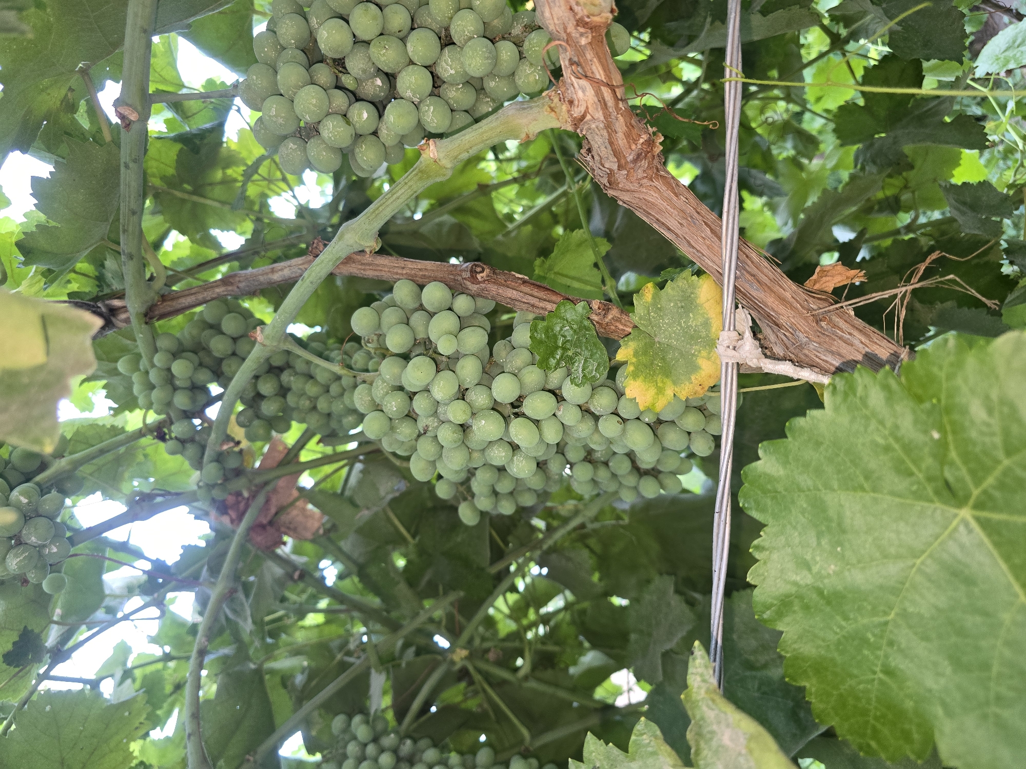 A close-up, eye-level shot captures a cluster of unripe green grapes hanging from a vine in Yangi Nishan, Uzbekistan. The grapes are plump and round, with a matte finish that suggests they are still developing. Water droplets glisten on their surfaces. The vine itself is thick and woody, with a rough, textured bark that shows signs of age. Several large, green grape leaves frame the scene, some with serrated edges and prominent veins. A thin, horizontal wire runs across the lower portion of the image, likely part of the vineyard's support structure. In the background, a blur of more green leaves and sunlight filtering through suggests a densely planted vineyard. The overall impression is one of natural growth and the early stages of fruit production in a rural or agricultural setting.