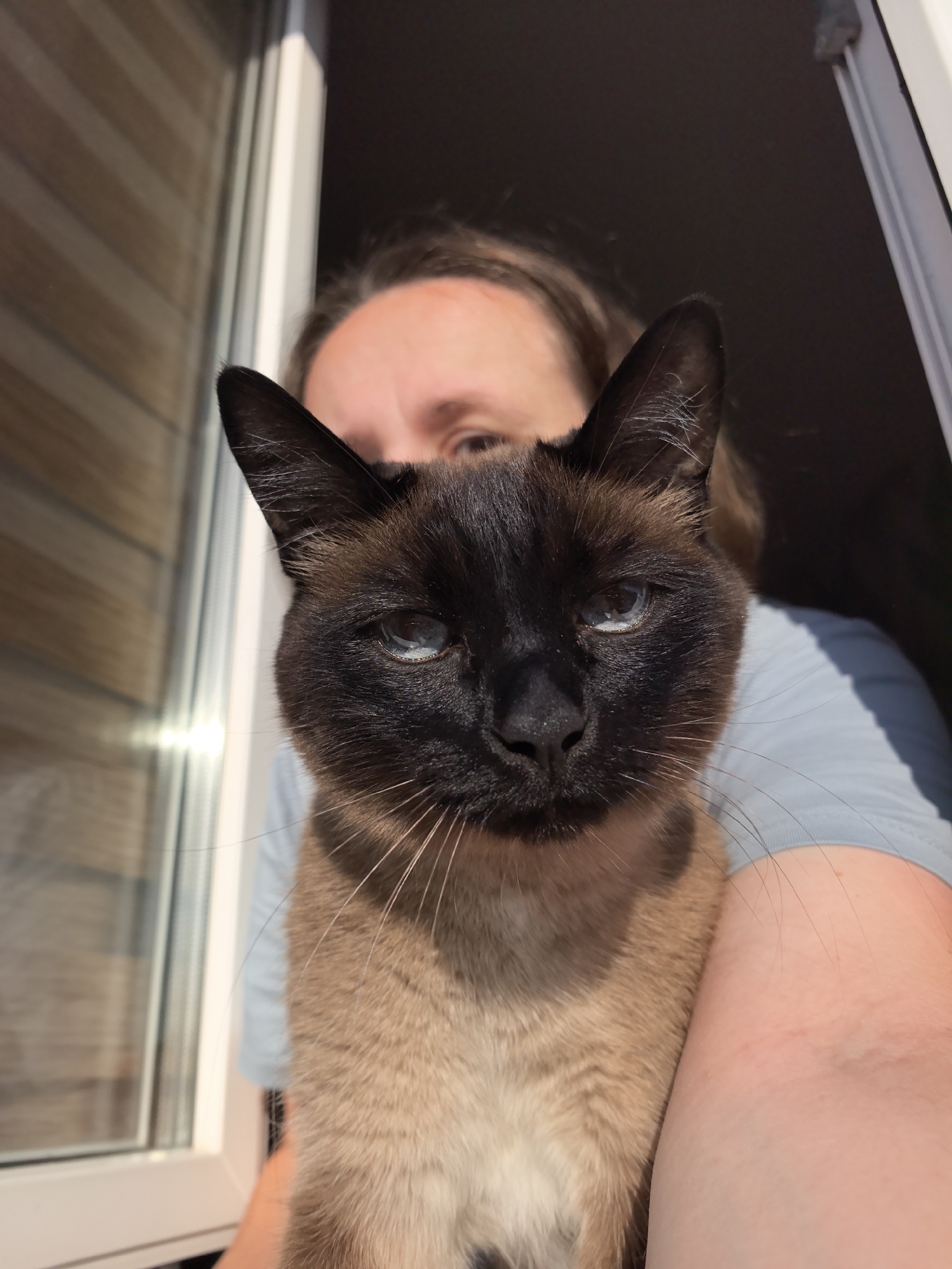 In Фролы, Russia, a close-up shot captures a Siamese cat being held by its owner. The cat's face, with its striking blue eyes and dark "seal point" markings, dominates the foreground, looking directly at the camera. The owner's face is partially obscured by the cat, but their presence is indicated by their arm and shoulder, also visible in the frame. The background consists of a window with horizontal blinds and a dark, out-of-focus area, suggesting an indoor setting, possibly a home. The lighting appears natural, with sunlight casting shadows and highlighting the cat's fur.