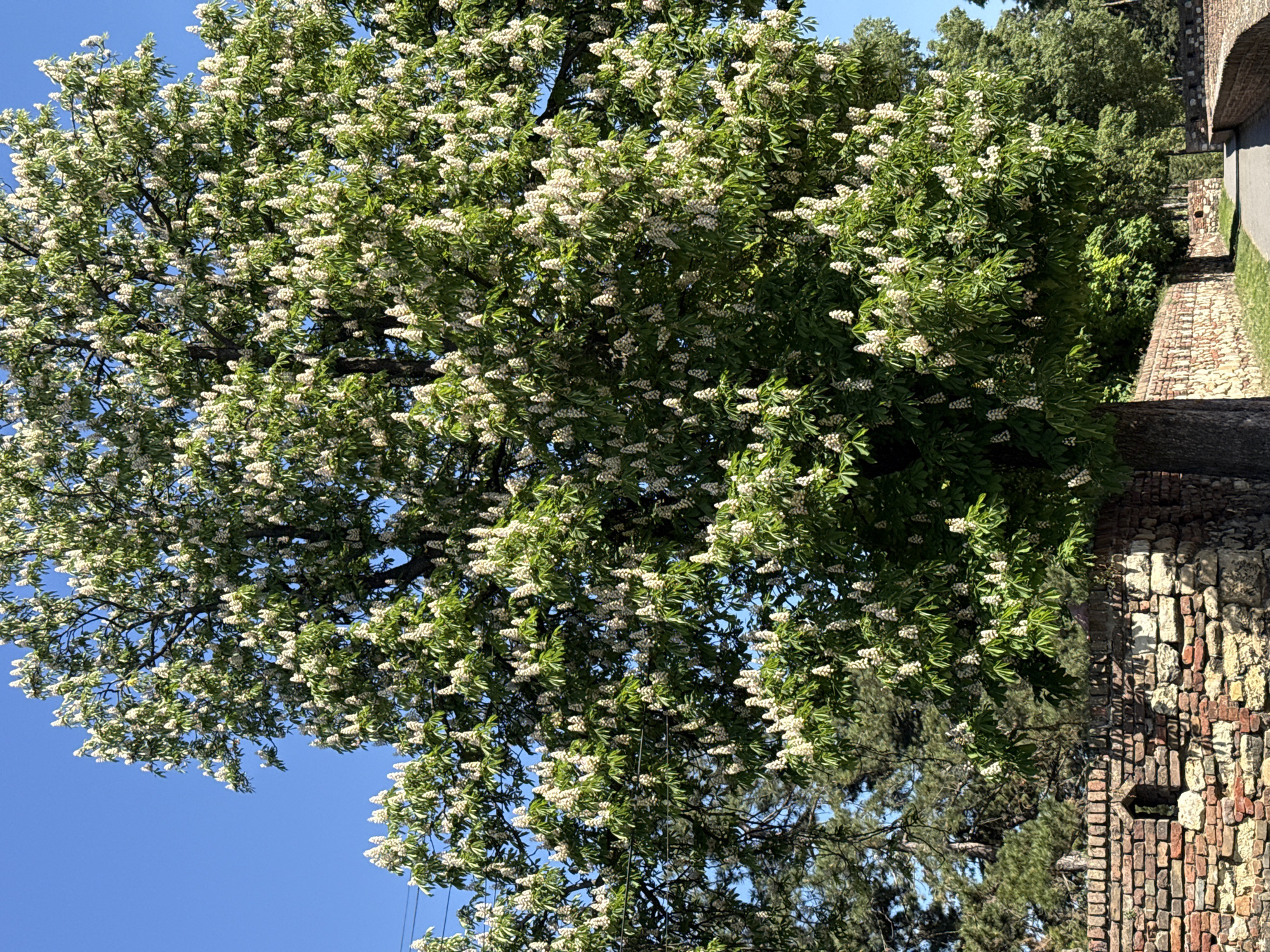 The image depicts a large tree with white flowers in full bloom, set against a clear blue sky. The tree is positioned next to an old brick wall, likely part of a fortress or historical structure. Based on the architectural style of the wall and the presence of specific tree species, the location is likely Belgrade, Serbia, specifically within or near the Belgrade Fortress (Kalemegdan). The wall appears weathered, indicating its age. The scene appears to be taken during the daytime.