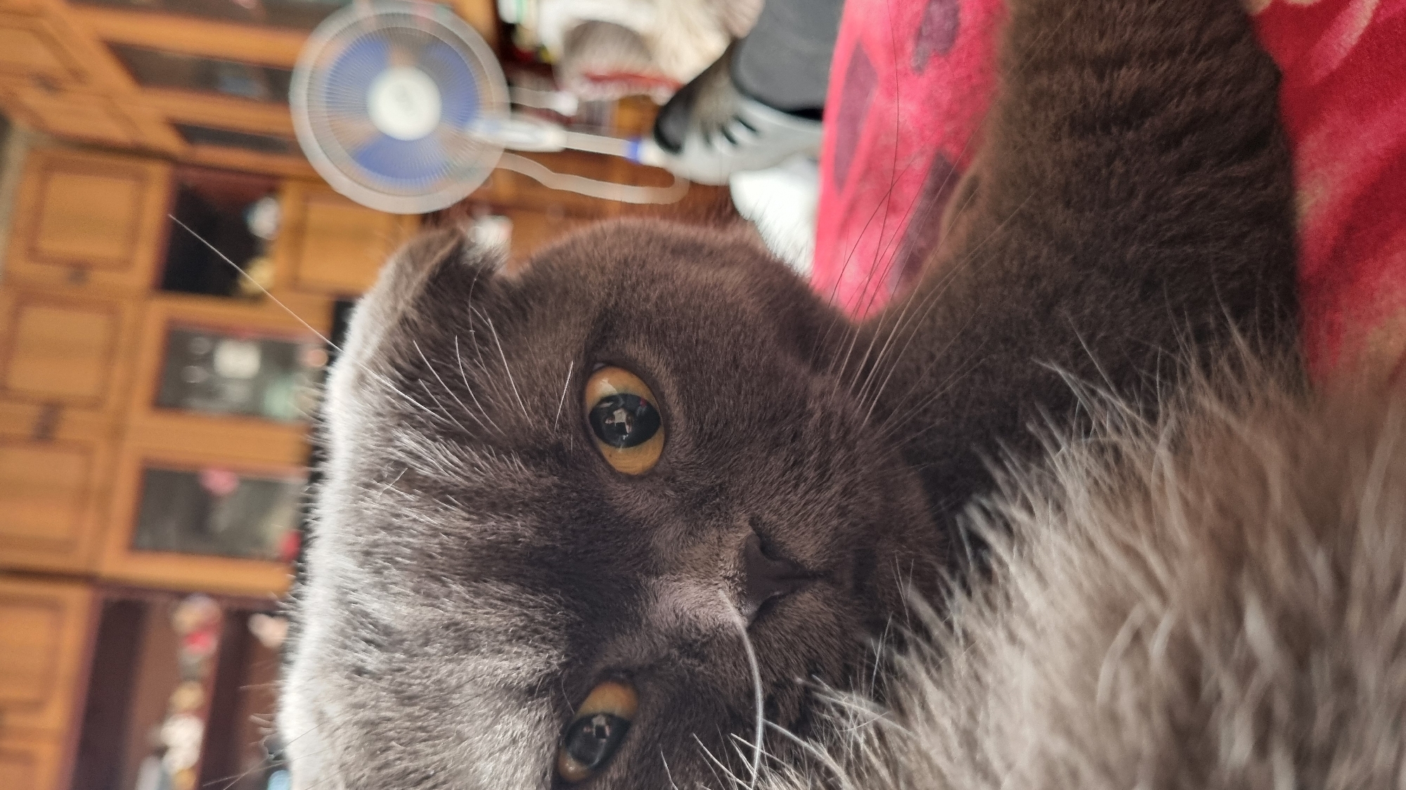 A close-up, eye-level shot focuses on the face of a grey Scottish Fold cat. The cat's large, yellow eyes are looking directly at the camera. Its ears are folded down, a characteristic of the breed. The cat's fur is grey with white whiskers. In the background, out of focus, is a living room environment. A wooden cabinet with glass doors is visible, along with a spinning fan. The cat is lying on a red, patterned blanket. The overall lighting suggests an indoor setting, possibly in a home in Vysokoe, Russia, given the typical domestic scene depicted.