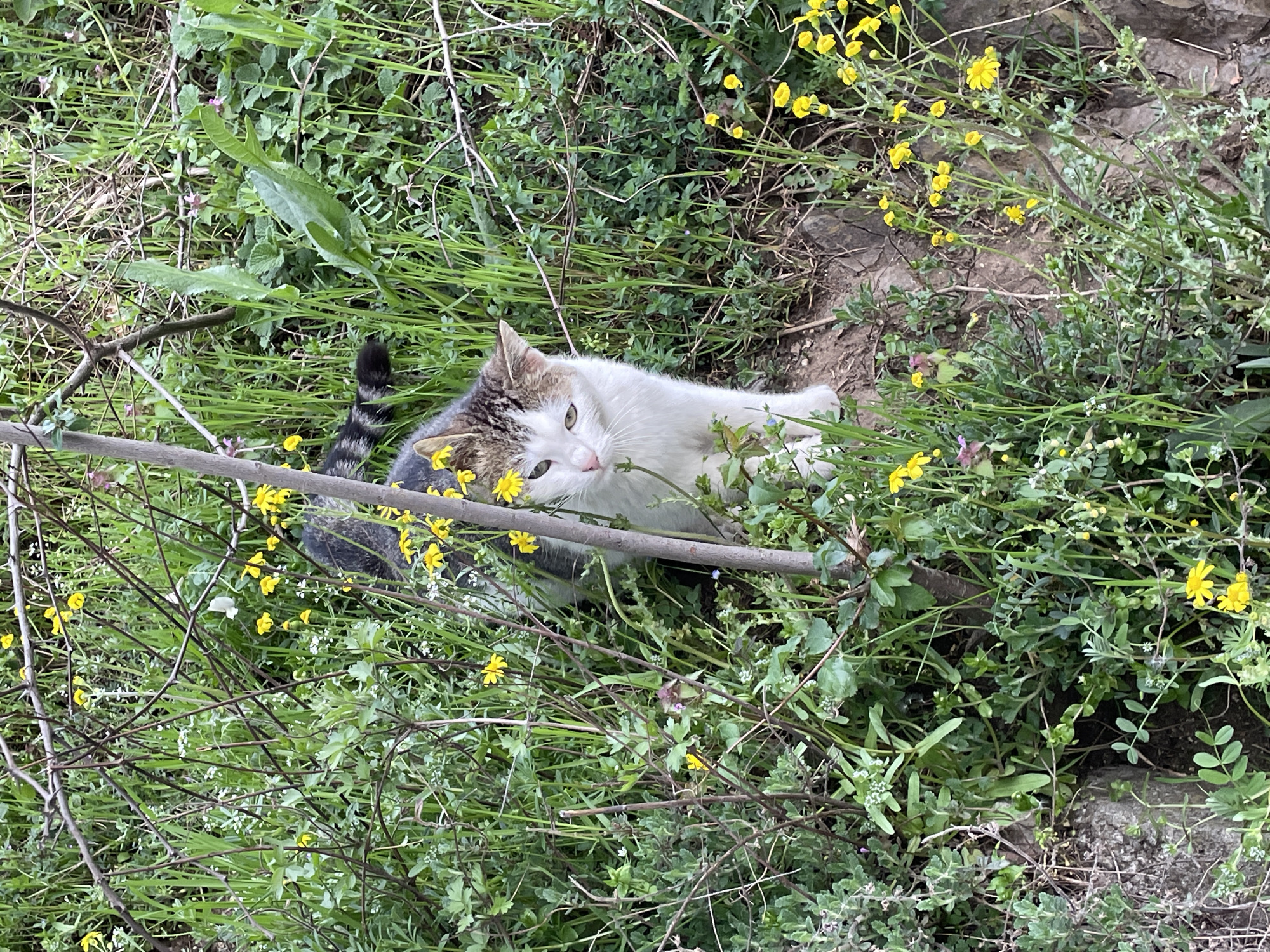 A cat lies amidst greenery and small yellow flowers, partially obscured by a stick. The location is likely a naturalized area within Zlatograd, Bulgaria, given the prompt's instructions. The cat has a white body with grey and brown markings on its head and a striped tail. The surrounding environment features a variety of green plants, including grasses and flowering species.