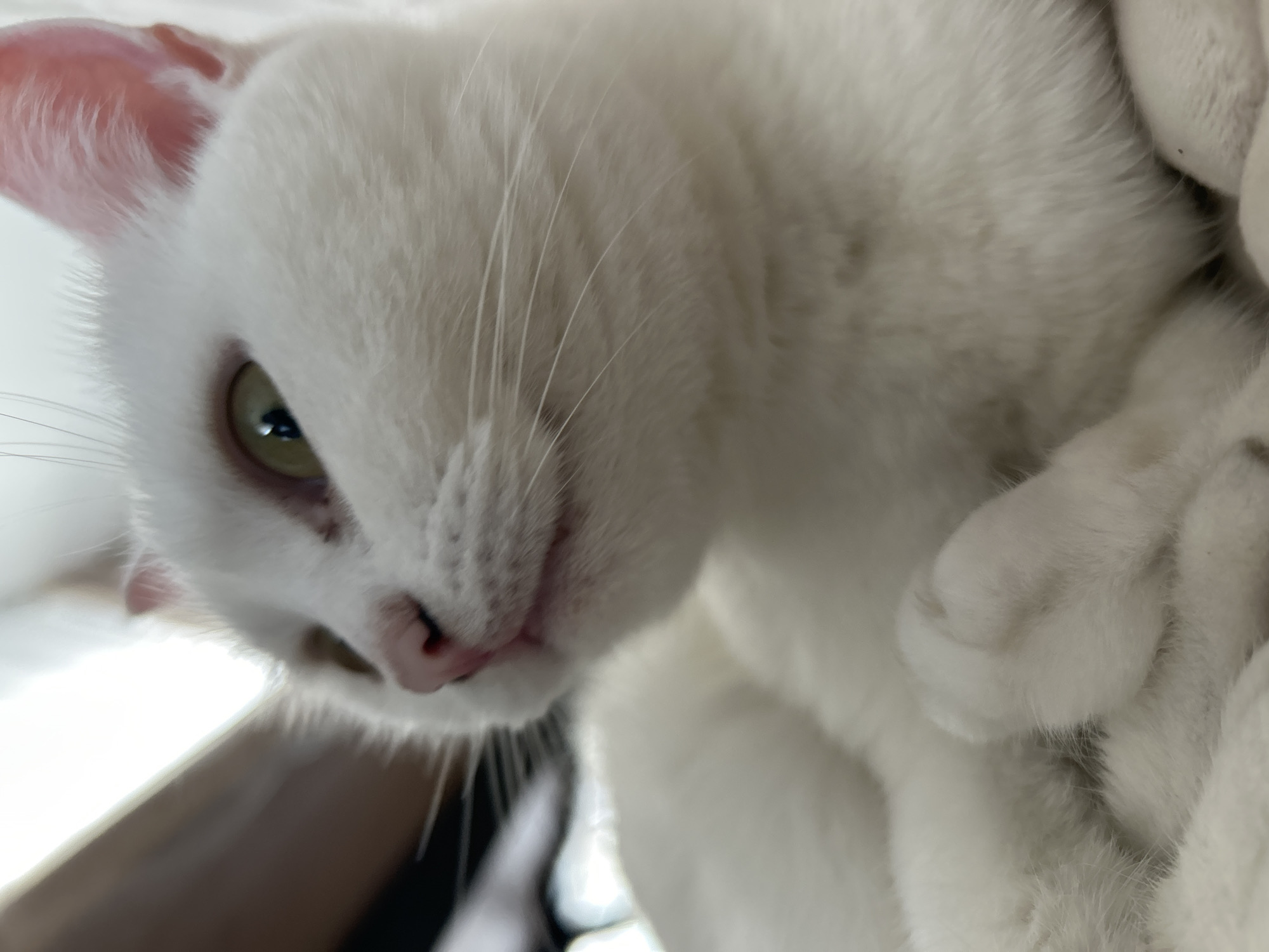 The image, captured in Chaikovsky, Russia, presents a close-up, upward-angled view of a white domestic cat. The feline subject occupies the majority of the frame, positioned in a relaxed, resting posture. Its fur is dense and pure white, with faint variations in texture visible. The cat's left eye, light greenish-yellow with a vertically elliptical black pupil, is prominent, looking towards the upper left. Its right eye is not visible. The nose is a soft pink, and the mouth is closed, with faint pink lip lines visible. Long, white whiskers extend from the muzzle. The inner surface of the visible left ear is pale pink, exhibiting fine hair. One white front paw, lightly curled, is visible in the lower center, resting against the cat's body or a soft surface. The background is heavily out of focus, suggesting an indoor environment with soft, bright light originating from the upper left, creating subtle shadows and highlights on the cat's fur. Indistinguishable blurred shapes, potentially furniture or parts of a room, are present in the periphery.