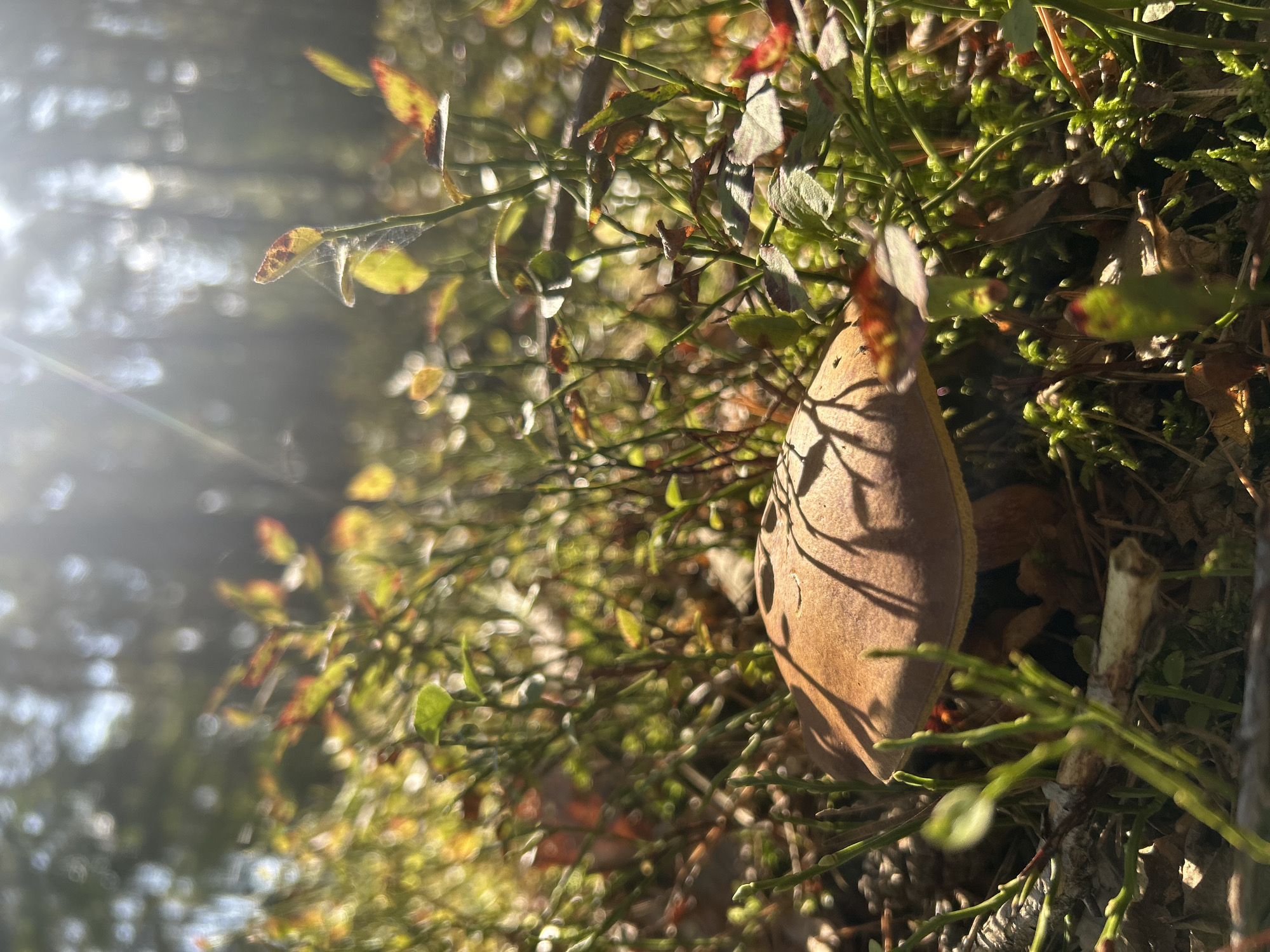 A close-up, low-angle shot captures a mushroom in a forest setting, likely located in Brodowo, Poland, as indicated by the prompt. The mushroom, partially obscured by surrounding vegetation, has a brown cap with a textured surface and a visible stem. Sunlight filters through the trees, creating lens flare and casting dappled shadows on the mushroom and forest floor, which is covered in moss, fallen leaves, and low-lying green plants. The background is softly blurred, suggesting a shallow depth of field, with the out-of-focus trees creating a bokeh effect. There are no people or animals visible in the image.