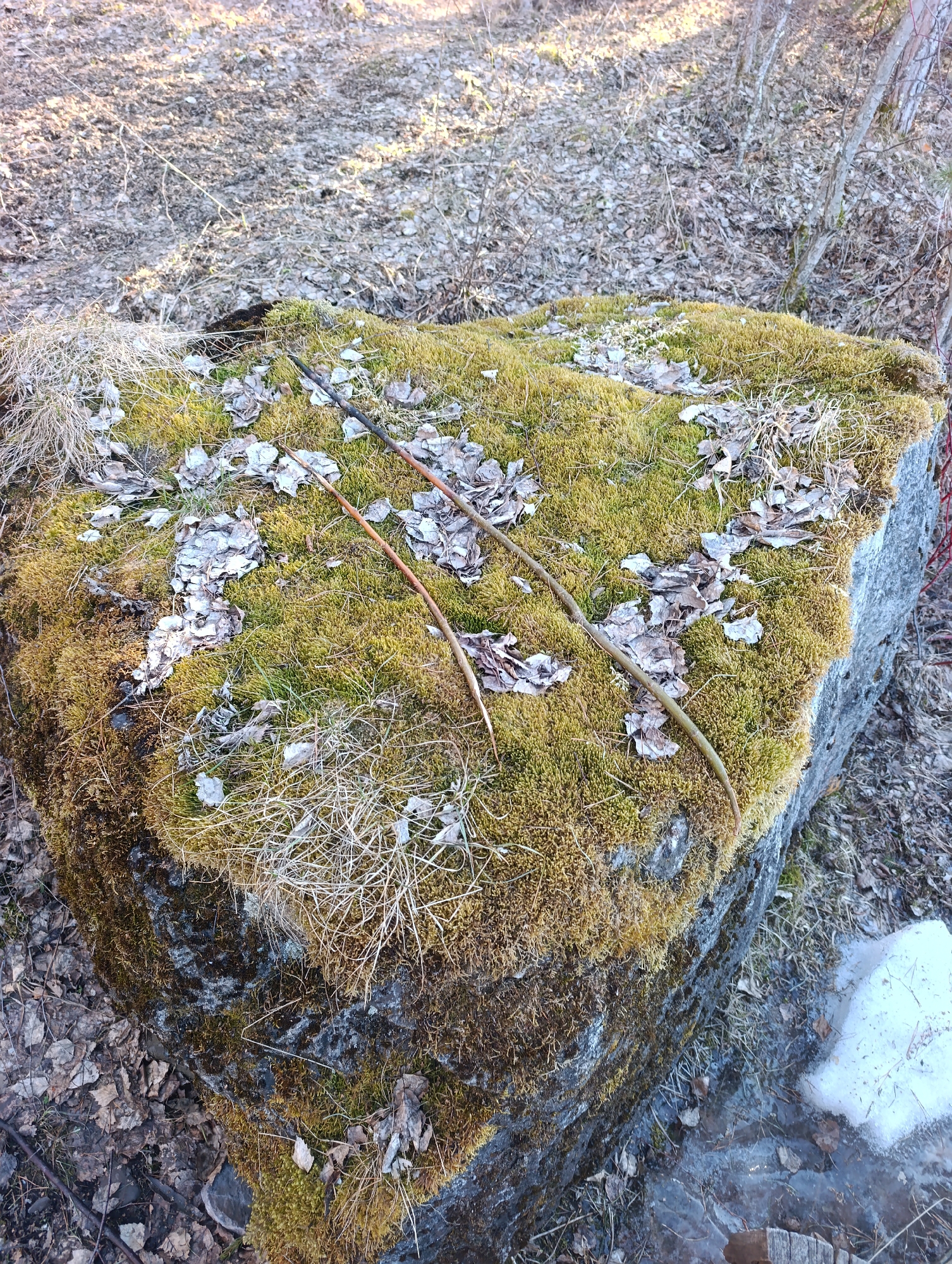 The image shows a large, moss-covered rock in a forest environment. The moss is mostly green-yellow, with some brown patches. Scattered across the top of the rock are dry leaves and twigs. Two thin branches lie diagonally across the moss. The background consists of forest floor covered in leaves and a patch of melting snow near the base of the rock. The location is implied to be Krasnoyarsk, Russia based on context.