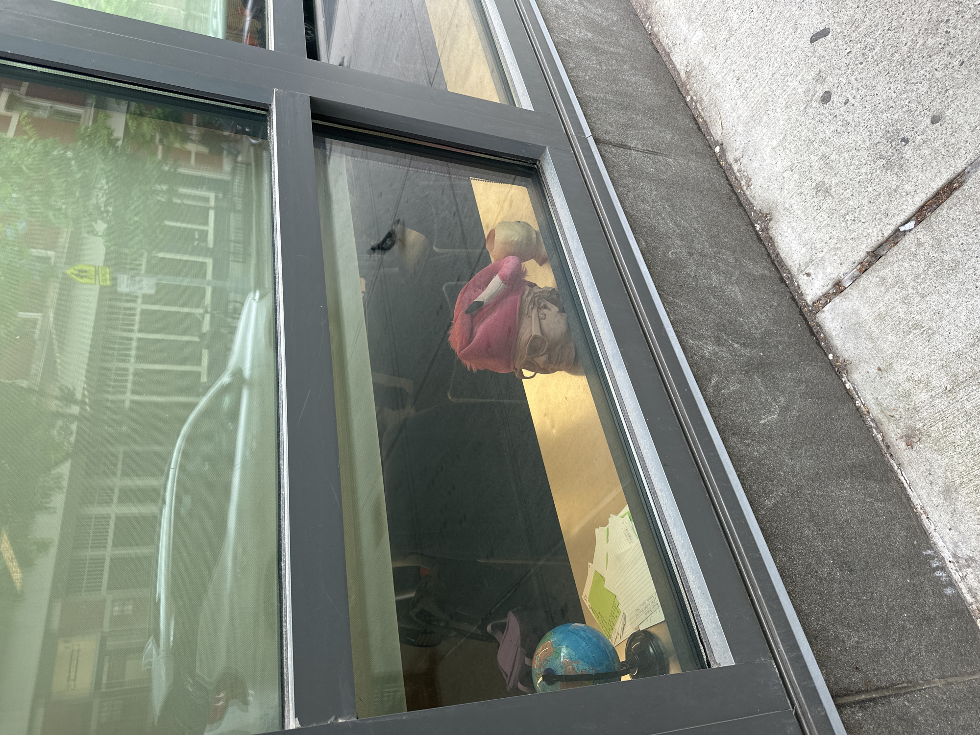 The image provides an outdoor perspective looking into a building through a large window, likely at street level in an urban setting. The window features dark grey frames, dividing it into several panes, and is bordered by a concrete sidewalk outside.
Inside the window, several items are visible. A prominent pink flamingo plush toy with black legs lies on its side in the upper right section. Next to it, a light-colored head, possibly a mannequin or sculpture, rests on a surface. Towards the bottom right, a small blue globe on a black stand is displayed, with stacks of white and green index cards or notes behind it. The interior background shows a warm, yellowish surface, possibly a wall, suggesting a bright indoor environment.
The window panes strongly reflect the exterior surroundings. A large, translucent reflection of a white or light-colored vehicle, possibly a car or van, is visible on the left pane. Above it, reflections of multi-story buildings with numerous windows and green foliage are discernible. A faint yellow arrow sign is also reflected on the left pane.
The scene is static, with no direct activity taking place. The strong reflections and bright appearance suggest it is daytime, likely a sunny and clear day. The concrete sidewalk outside shows minor cracks and debris, indicative of an urban environment. No legible text is visible on any objects or surfaces within the frame.