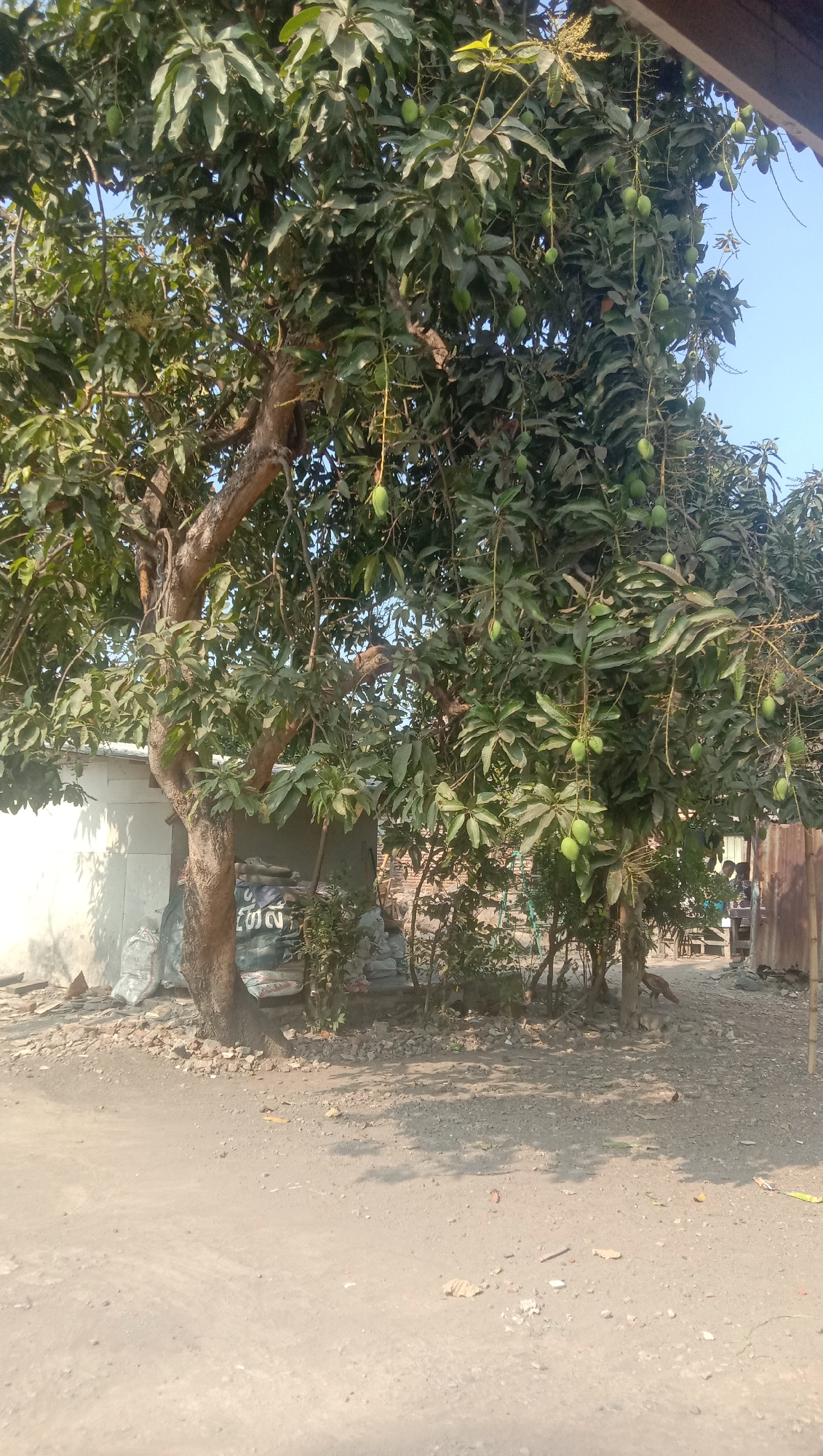 The image depicts an outdoor scene in Karang Anyar, Indonesia, with a prominent mango tree laden with green mangoes in the foreground. The tree's trunk is thick and gnarled, with branches extending throughout the frame. The leaves are lush and green, creating a dense canopy. Behind the tree, there is a white building with a corrugated metal roof. Several sacks, possibly of cement or fertilizer, are stacked near the base of the tree. The ground is dirt and gravel, with scattered debris. In the background, there are glimpses of other structures, including what appears to be a wooden fence and some distant figures. The lighting suggests it is daytime, with shadows cast on the ground by the tree and structures.